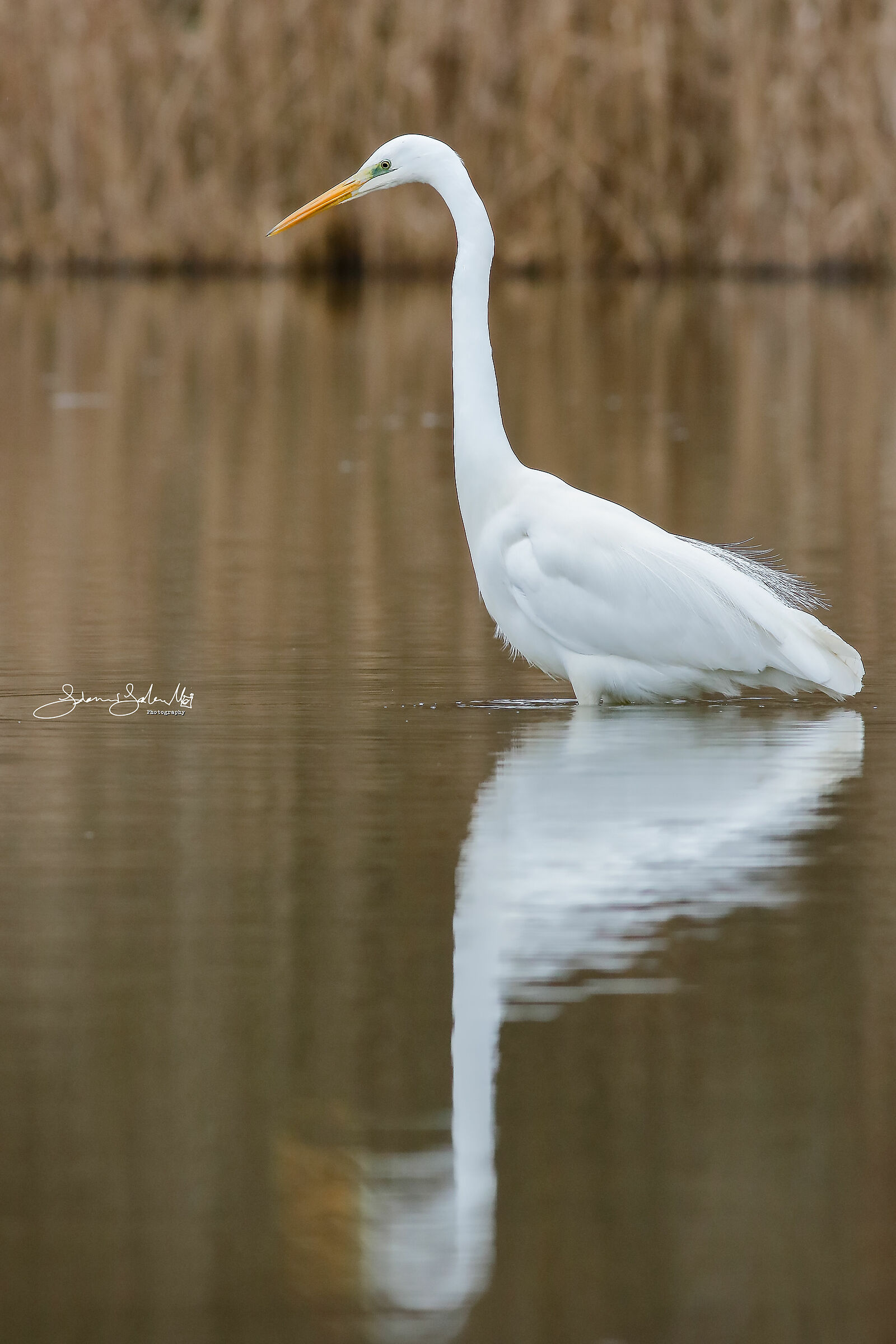 Heron's Portrait (Ardea Alba, Linnaeus, 1758)