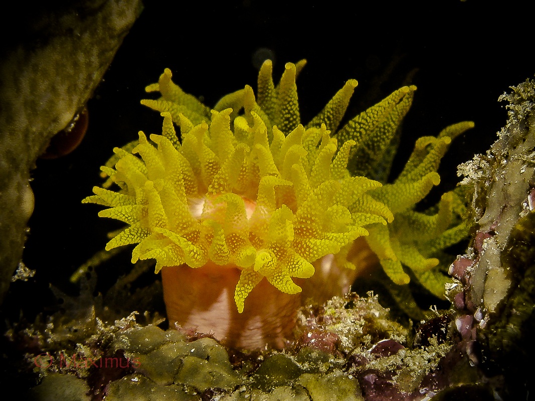 ... Merry Christmas and Happy New Year ...