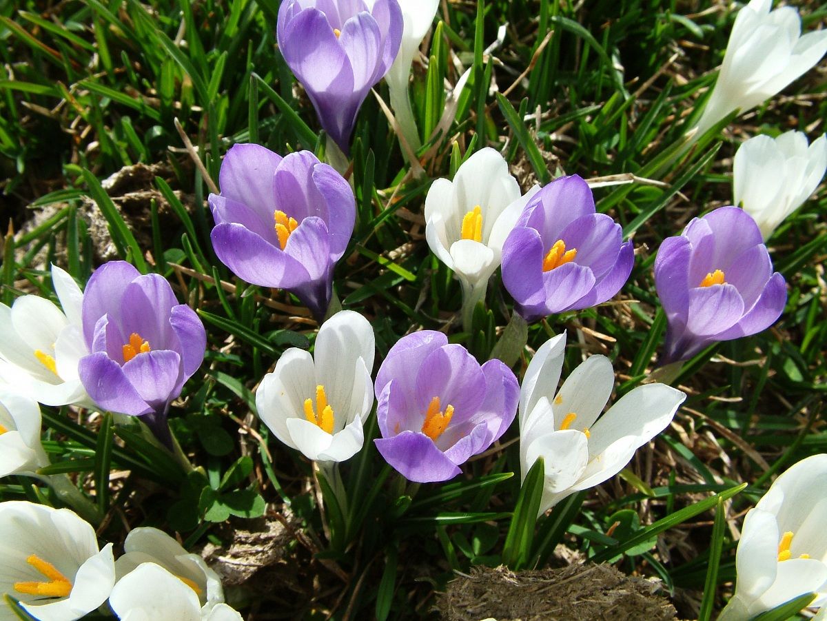 Crocus albiflorus - Zafferano alpino