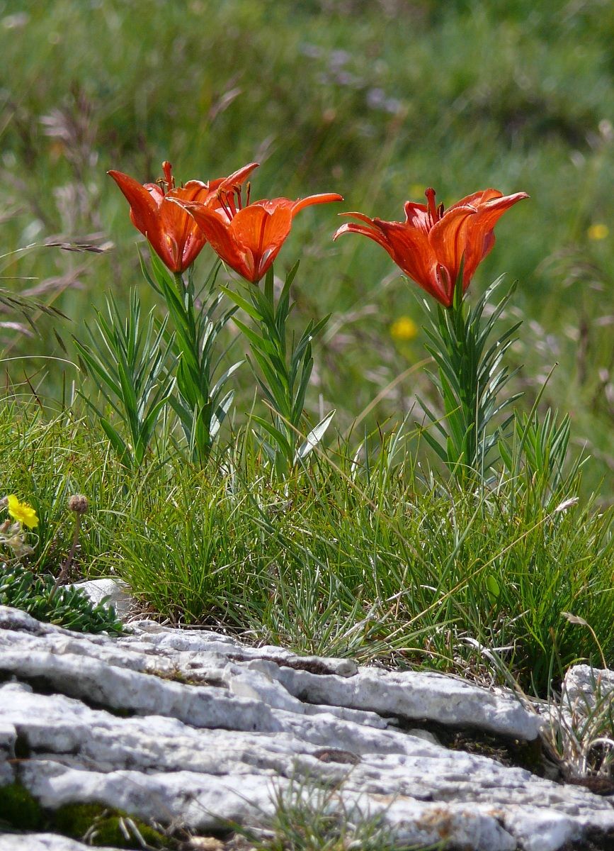 Lilium bulbiferum - Giglio rosso