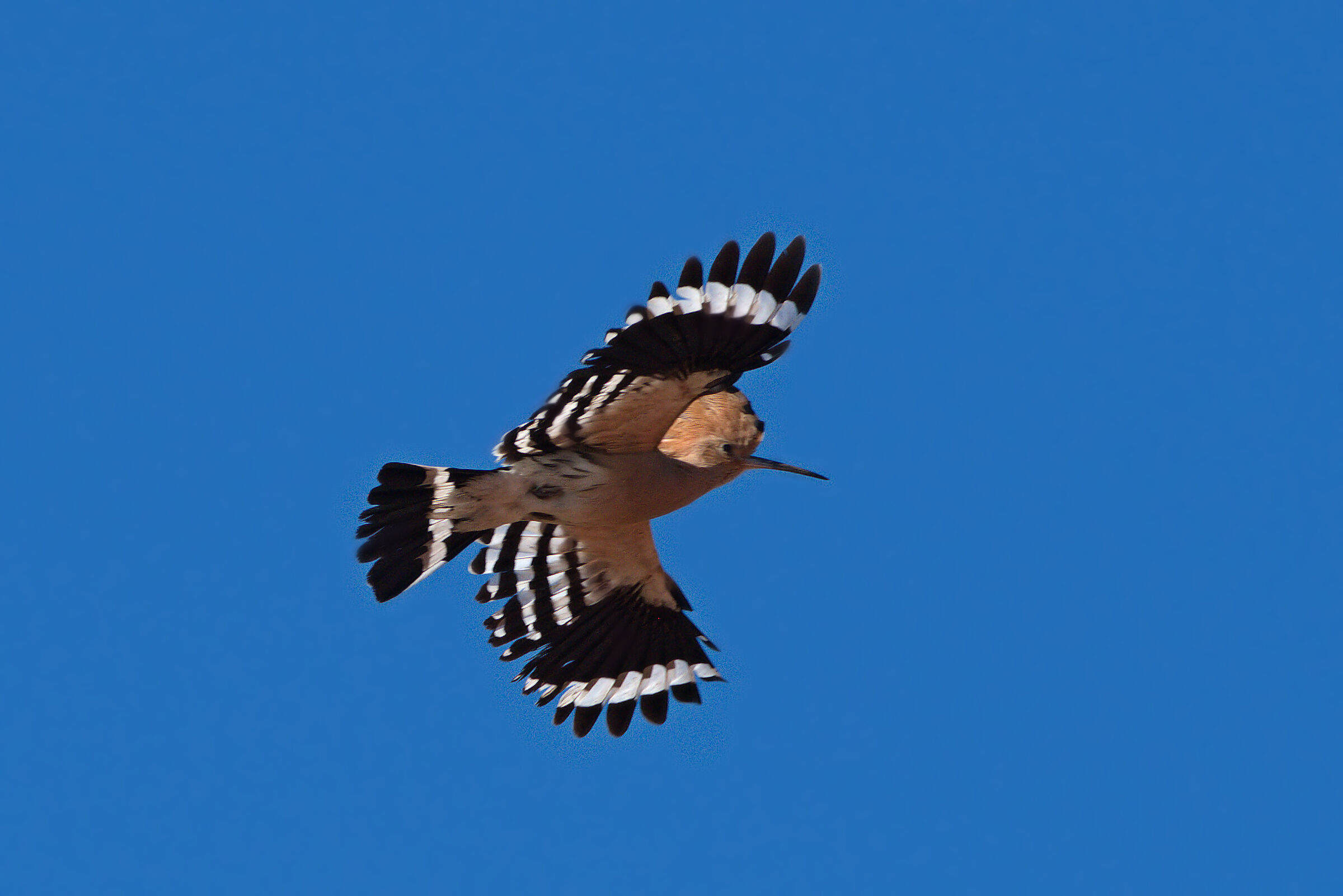 Hoopoe