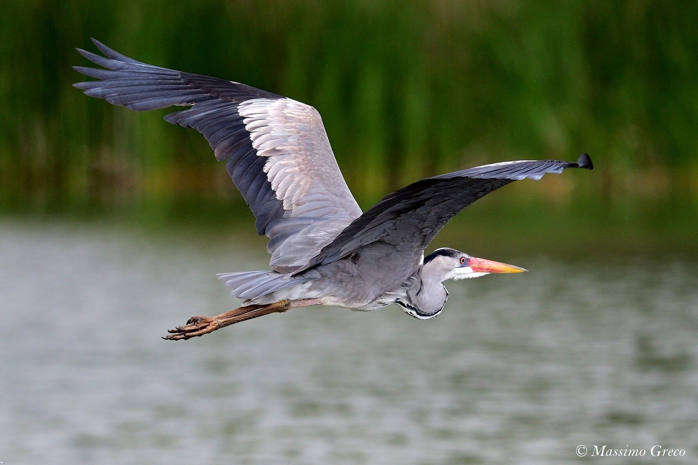 Grey Heron