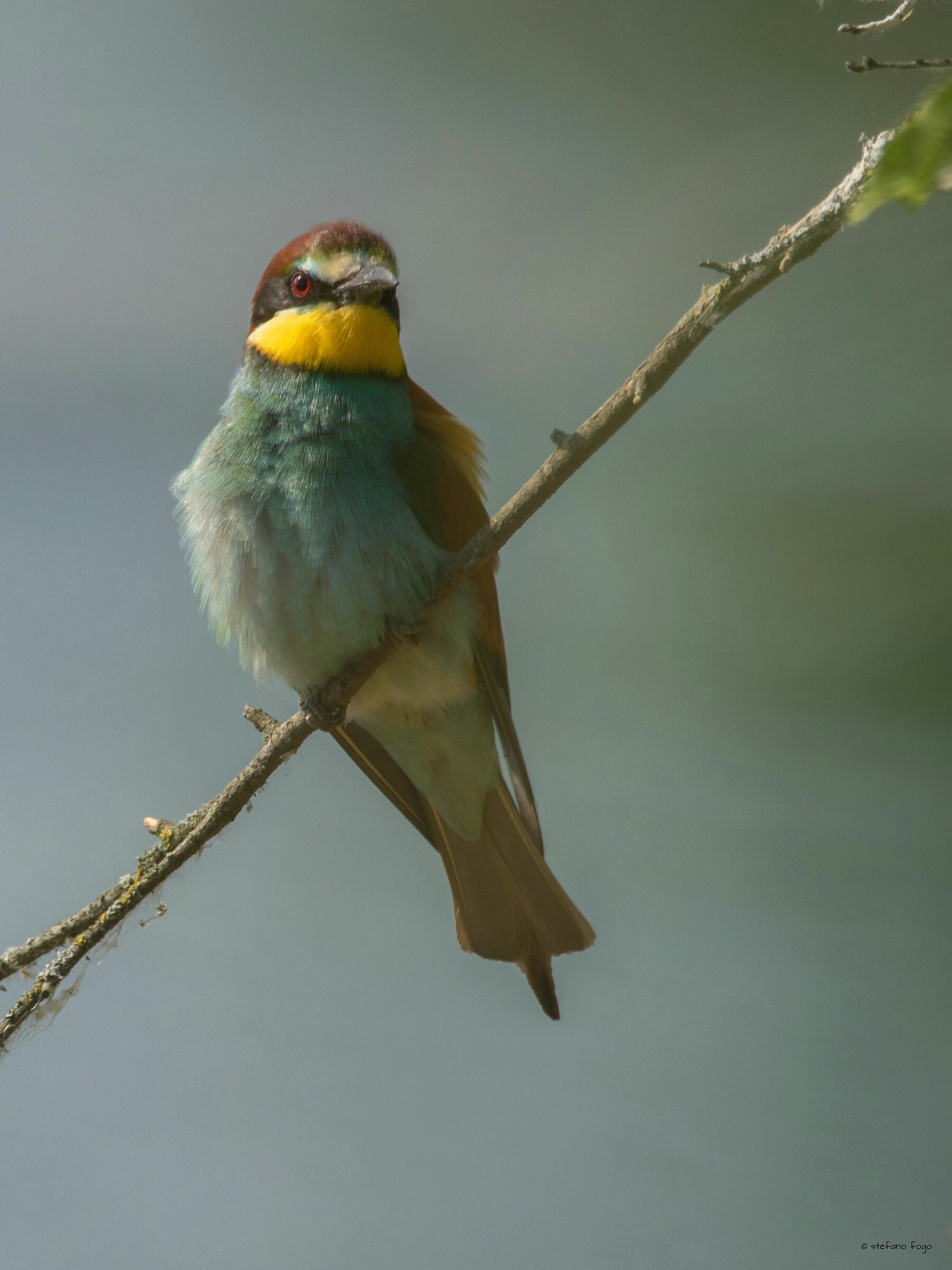 Ehi tu...ce l'hai con me???