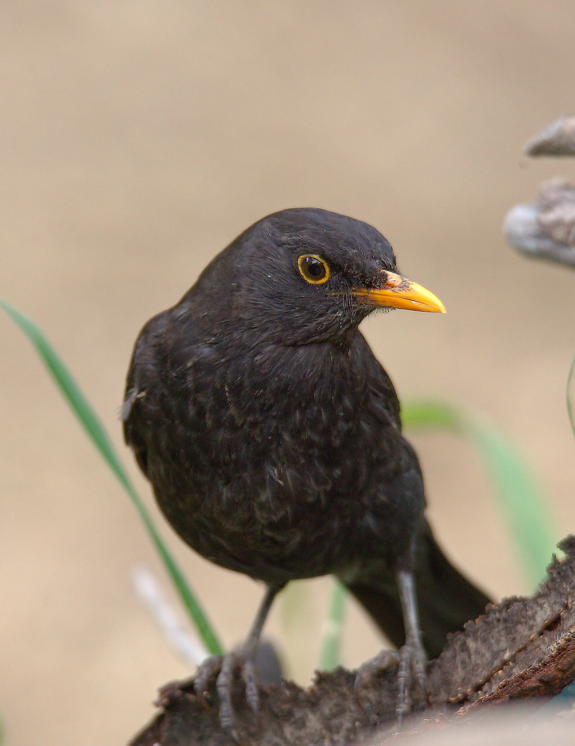 Male Blackbird