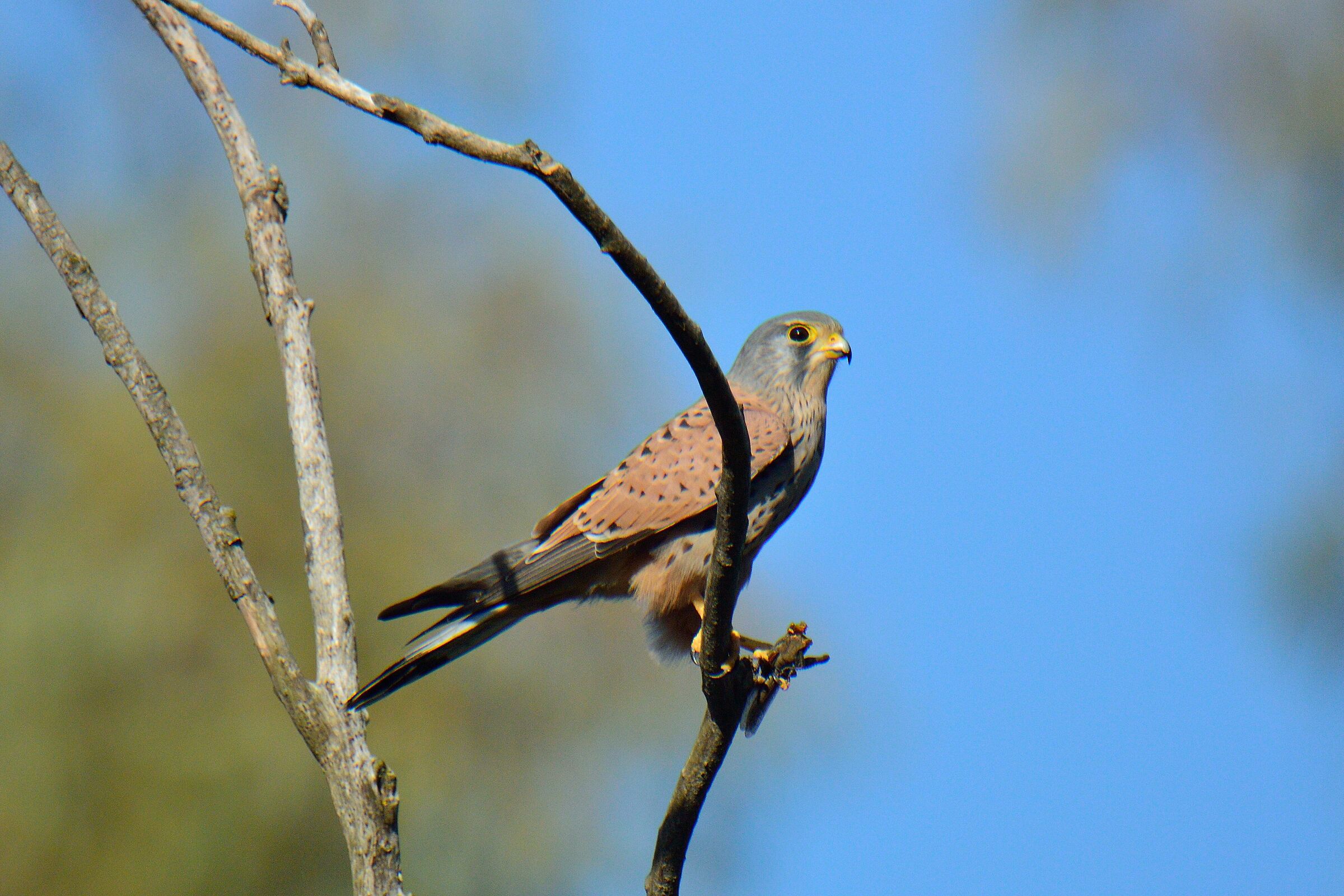Kestrel