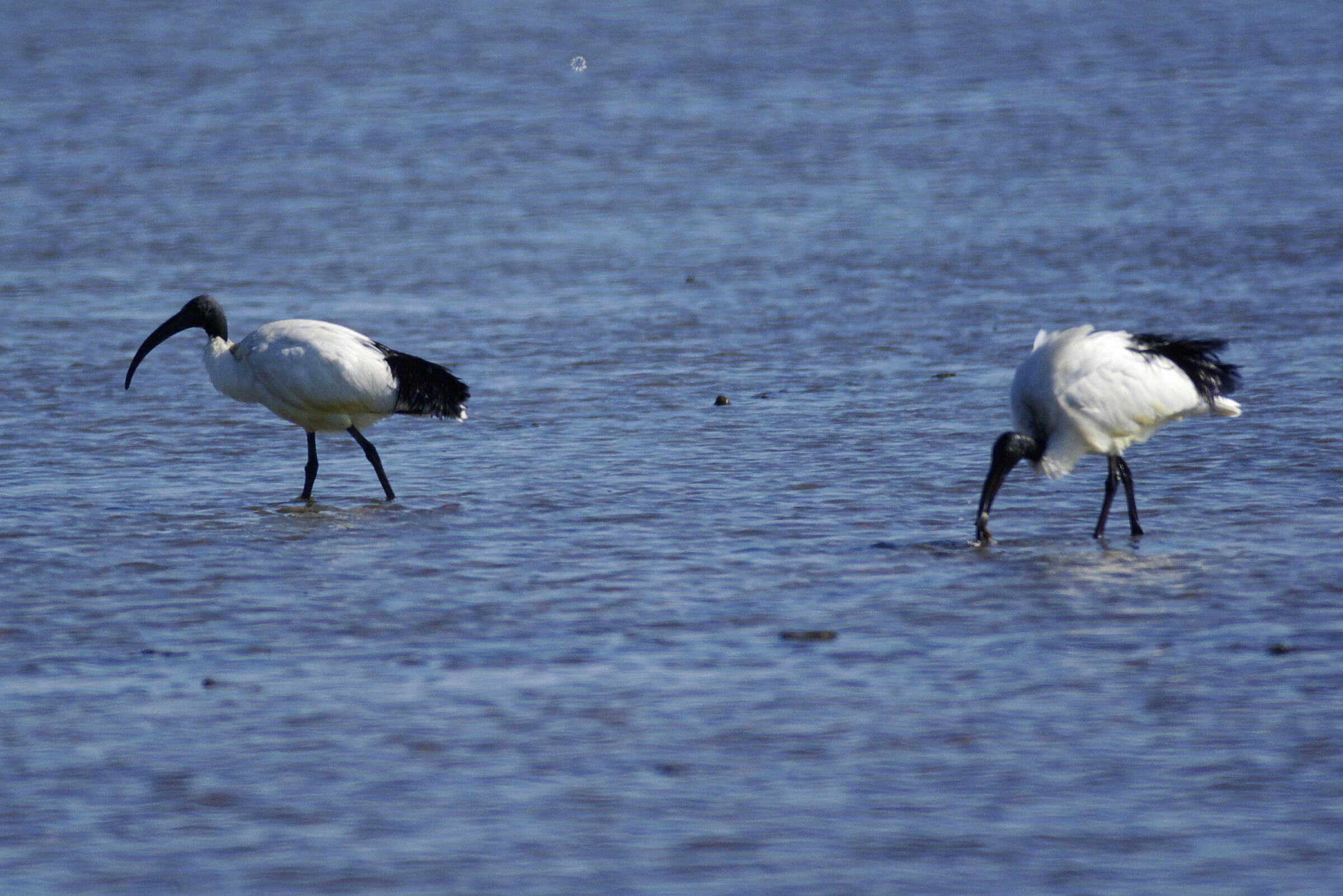 Ibis Sacri ( Threskiornis aethiopica )