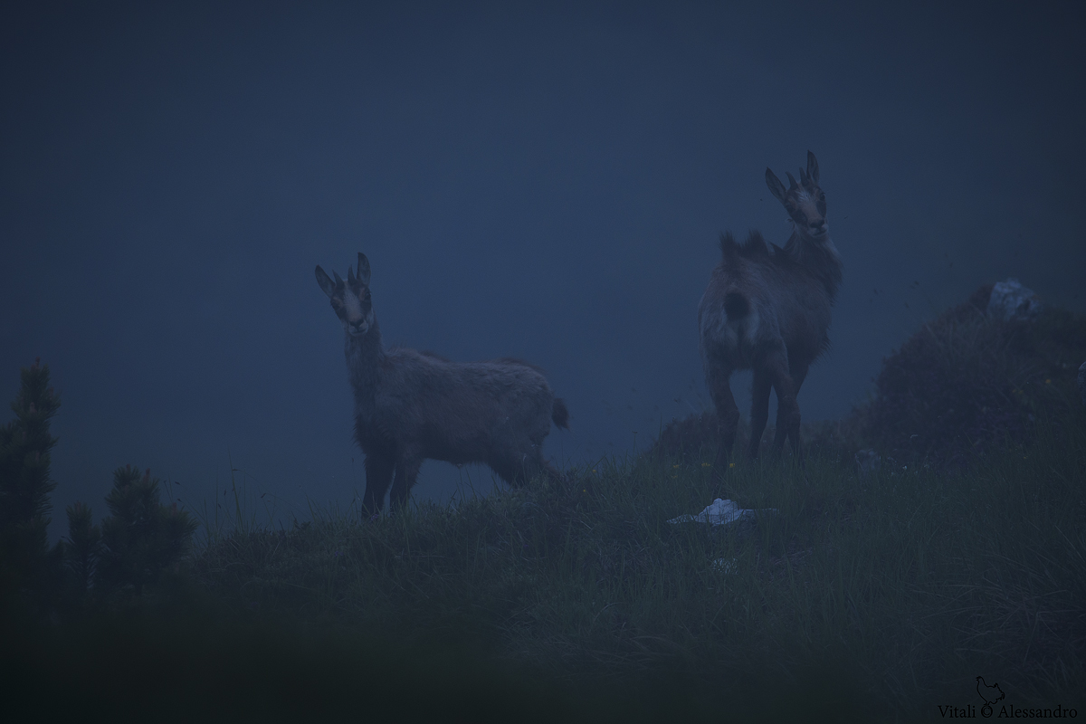 Tra nebbie e ombre....