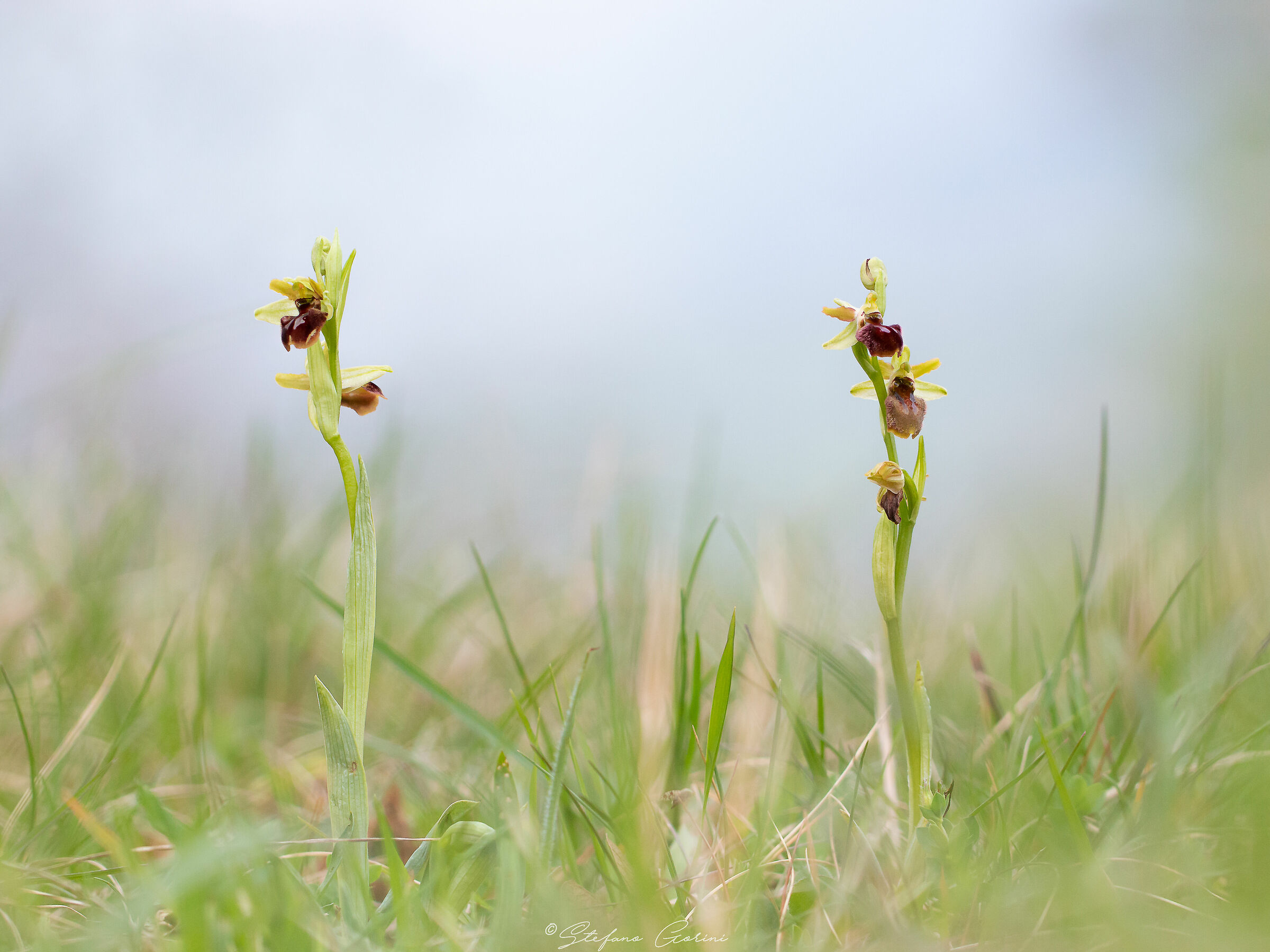 Ophrys sphegodes