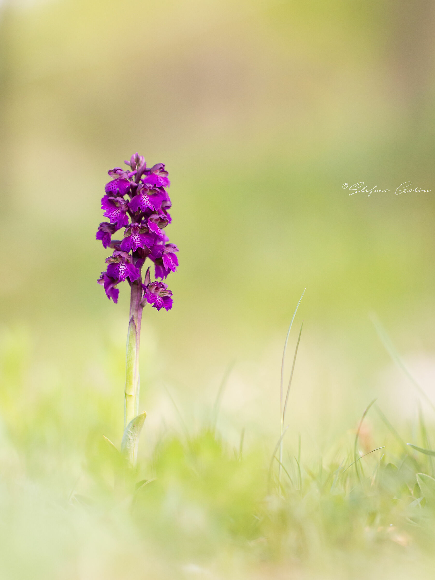 Anacamptis morio