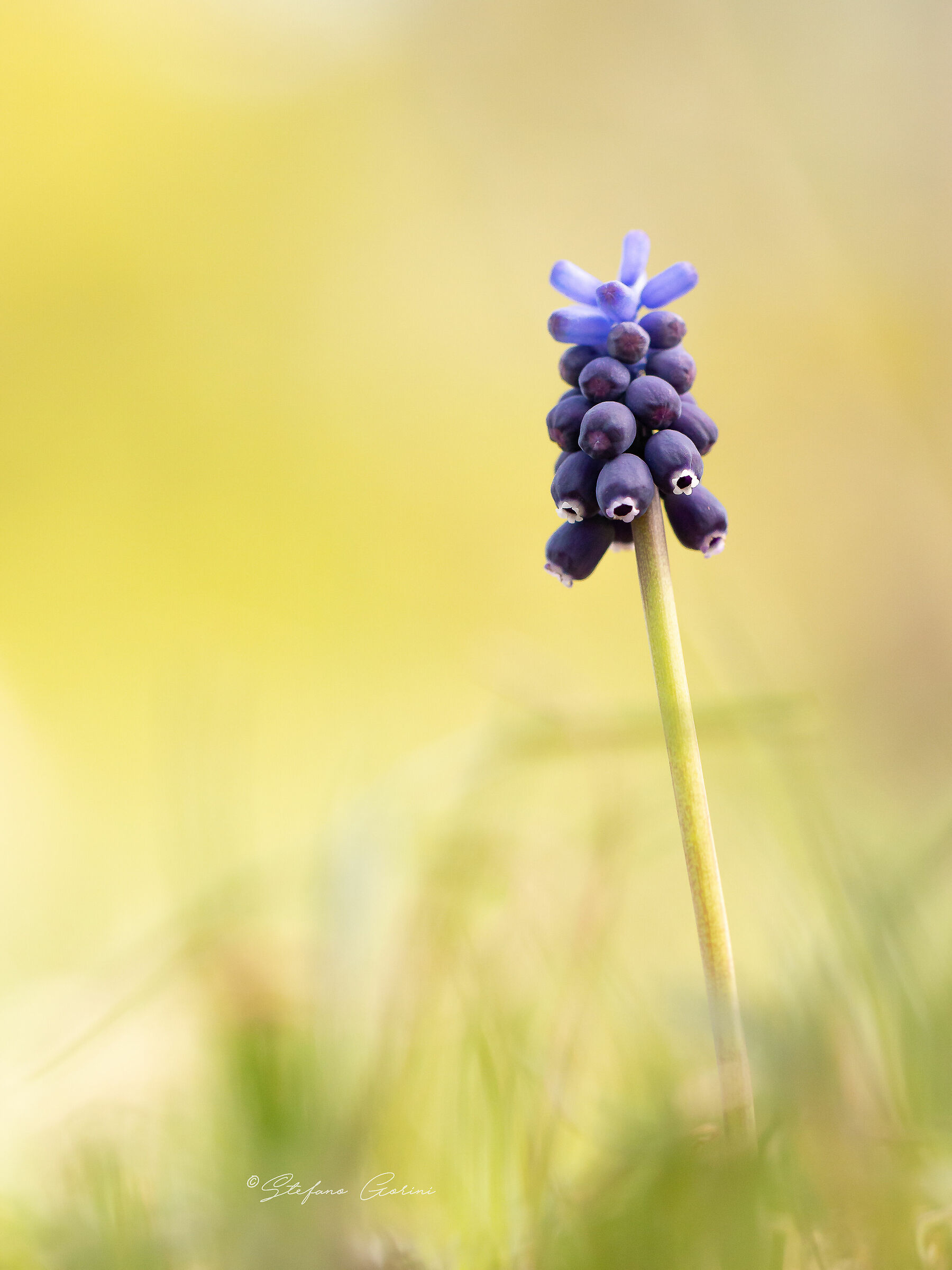 Muscari