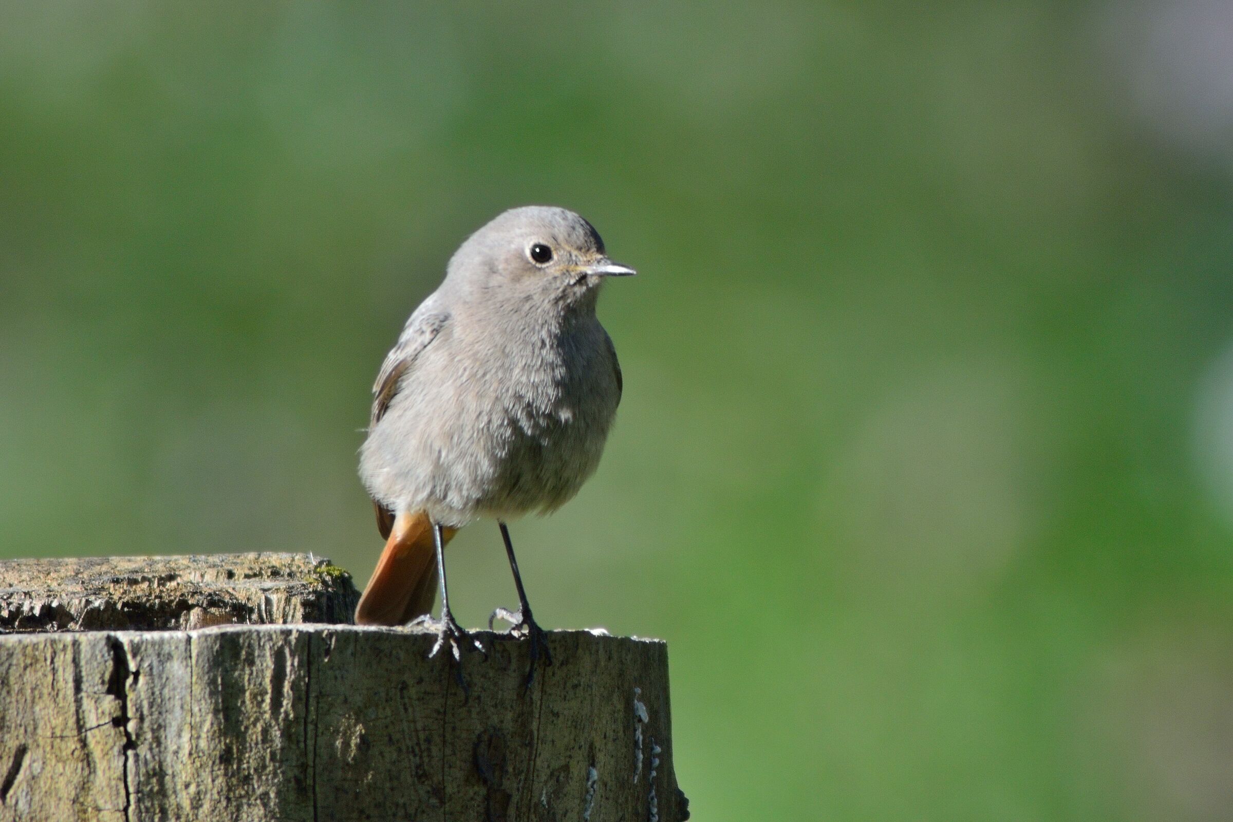 Black Redstart