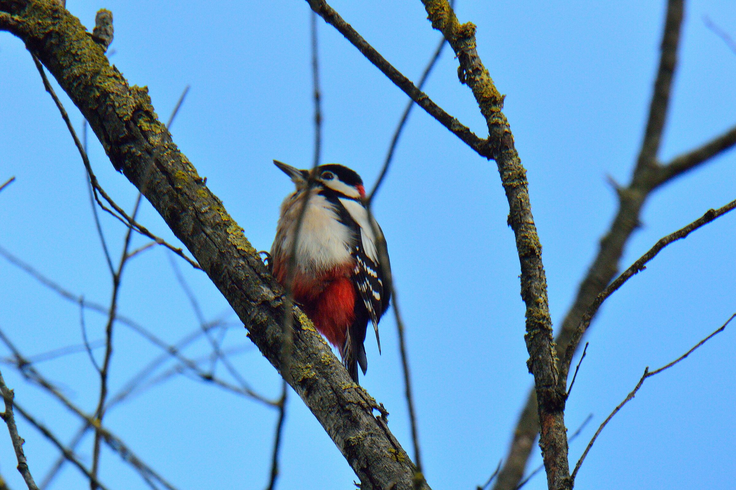 Male Red Woodpeckers