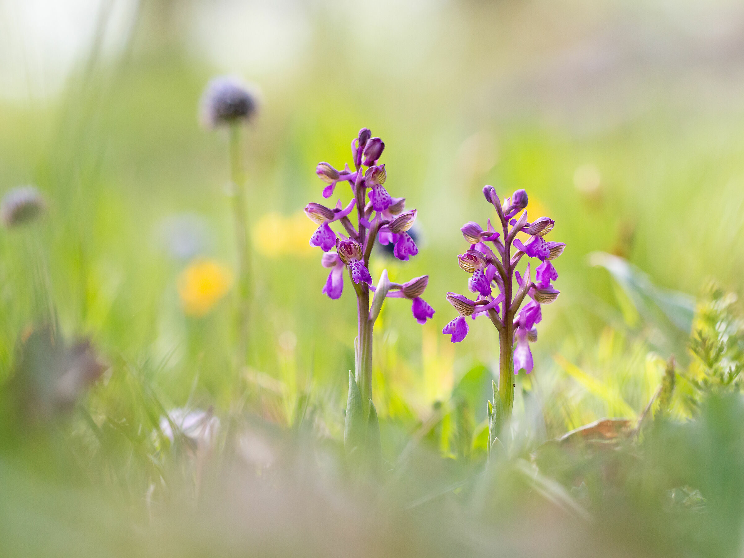 Anacamptis morio