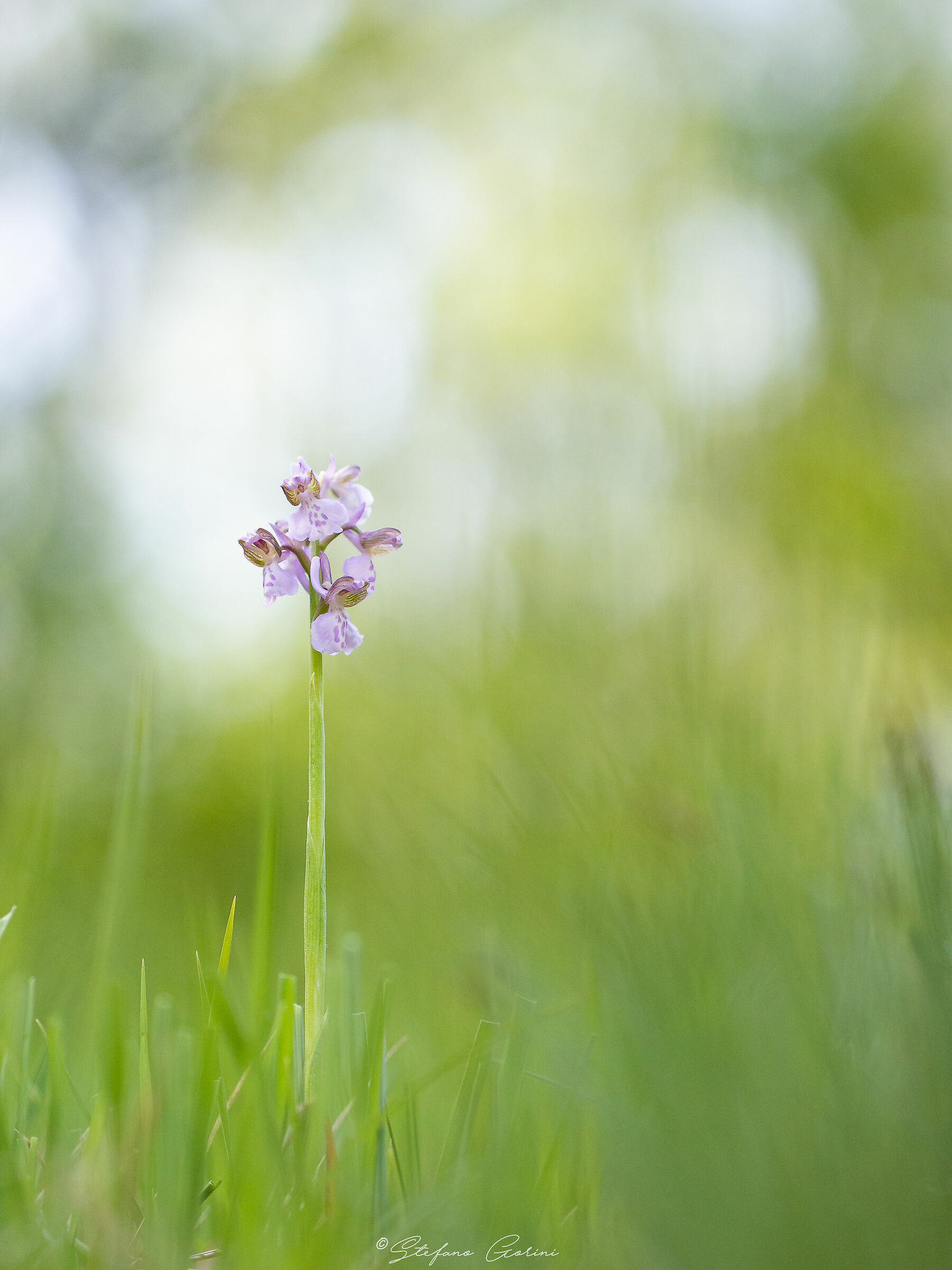 Anacamptis morio