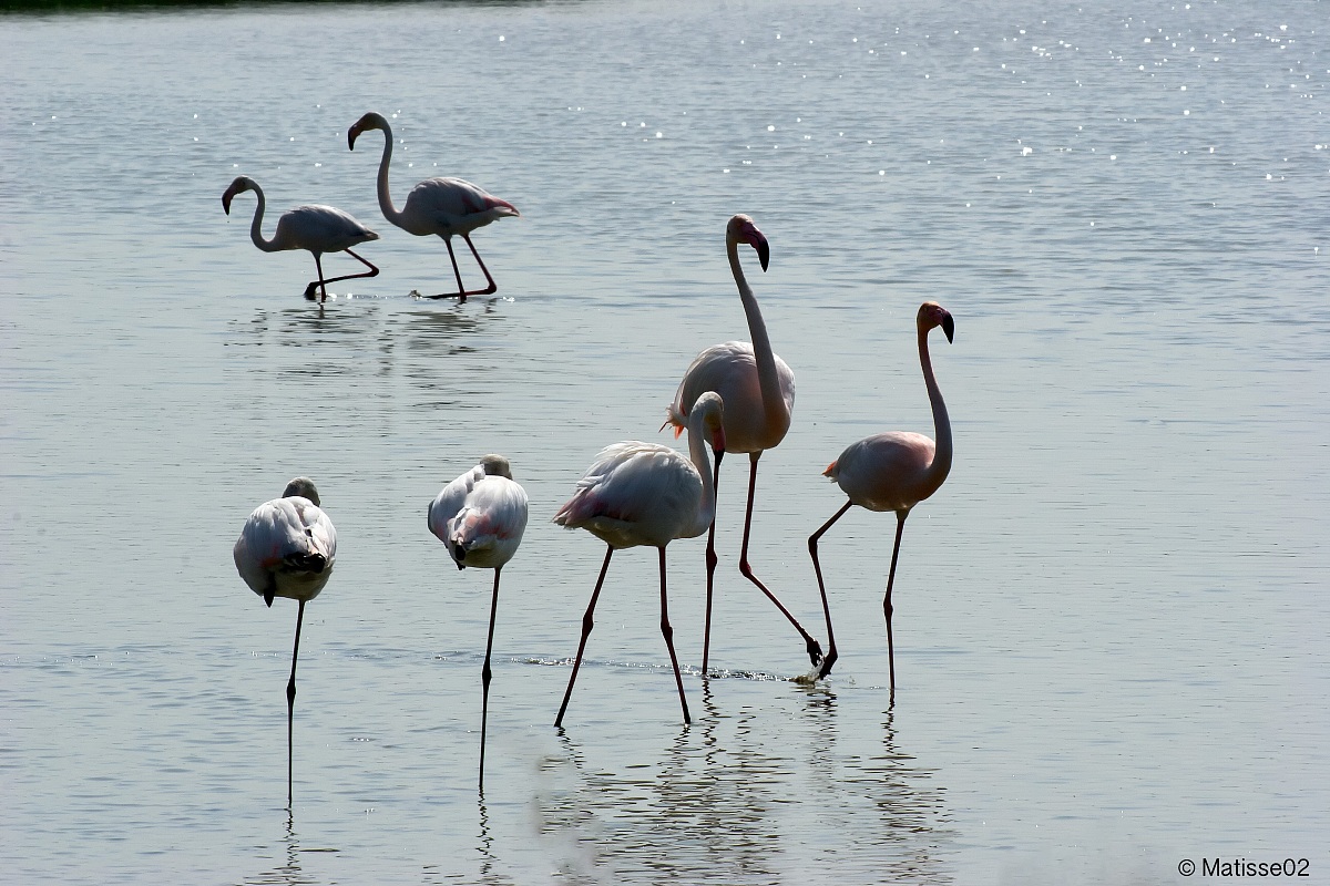 Momenti dello stagno in controluce