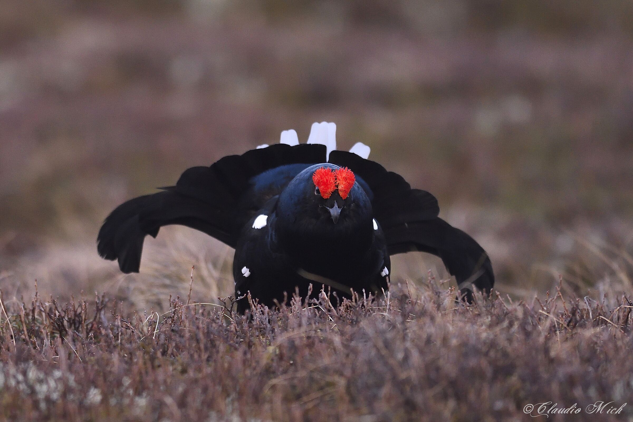 Face to face with the Forcello rooster