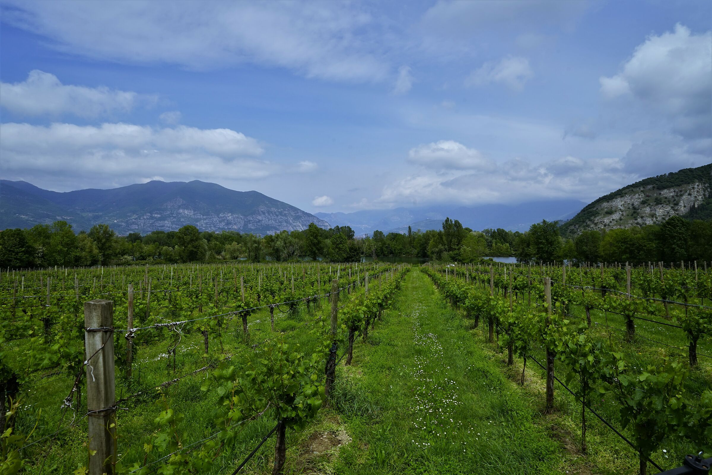 Lombard landscape, vineyards of Franciacorta