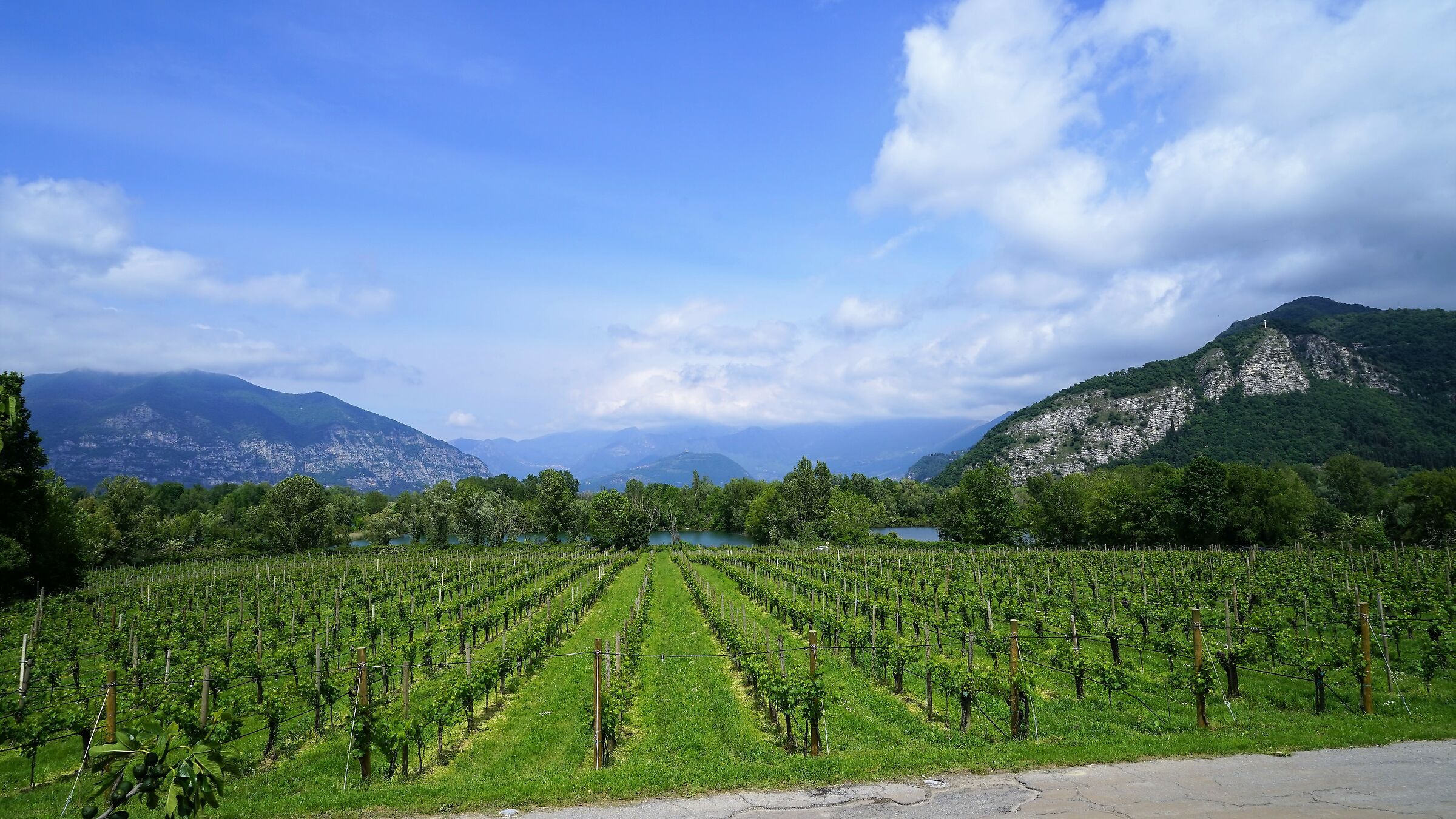 Lombard landscape, vineyards of Franciacorta