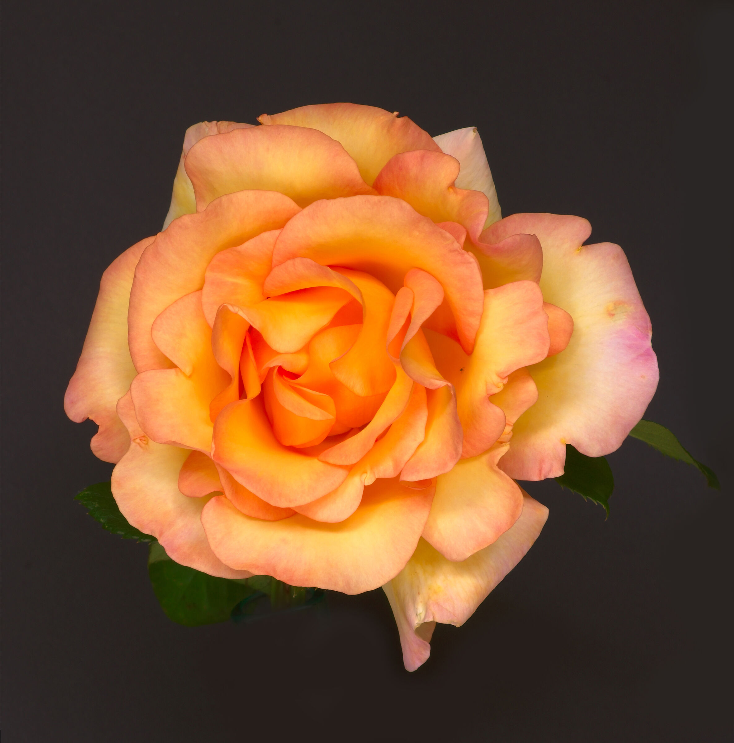 Yellow Rose Reloaded