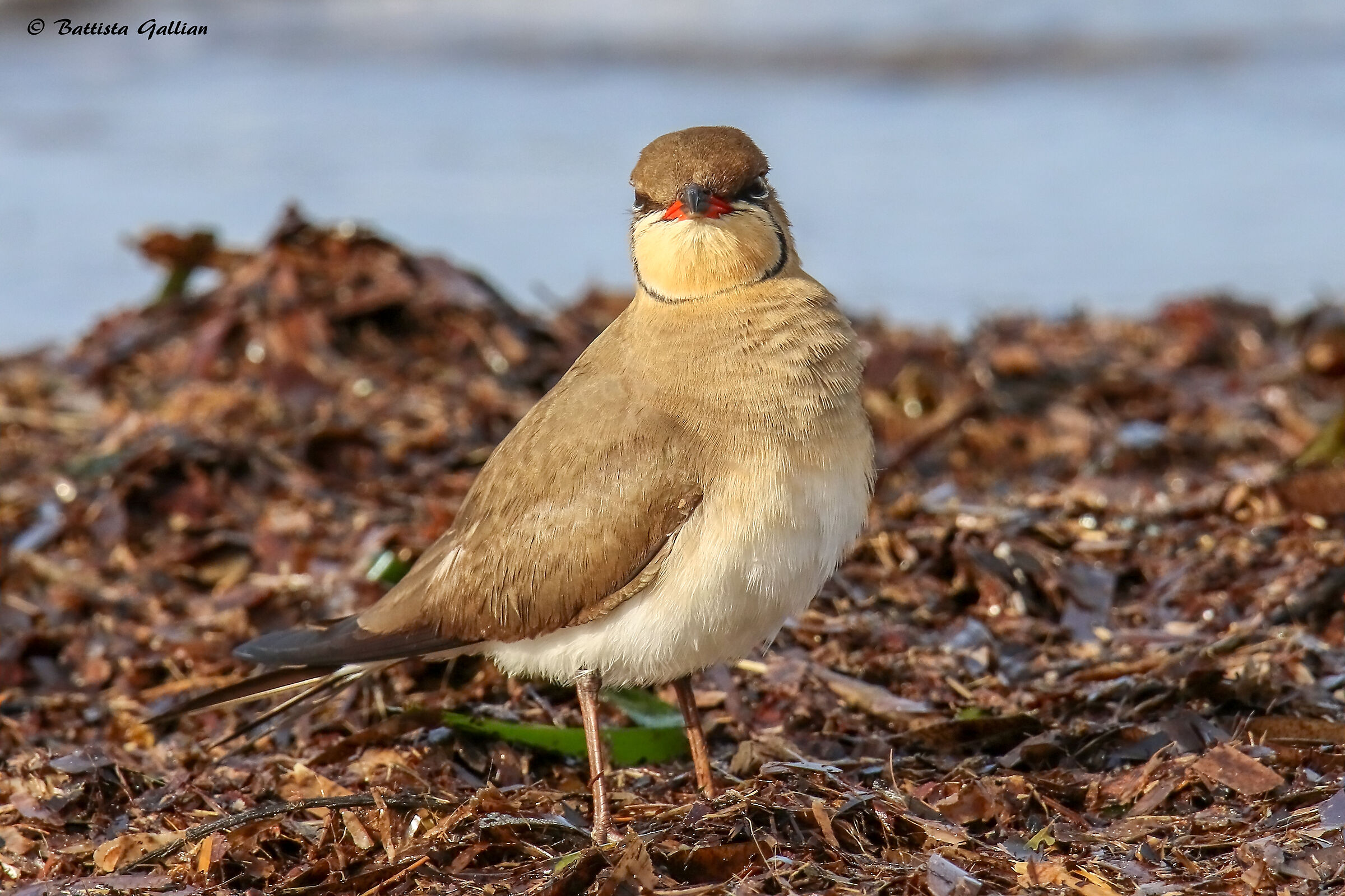 The Beautiful Sea Partridge
