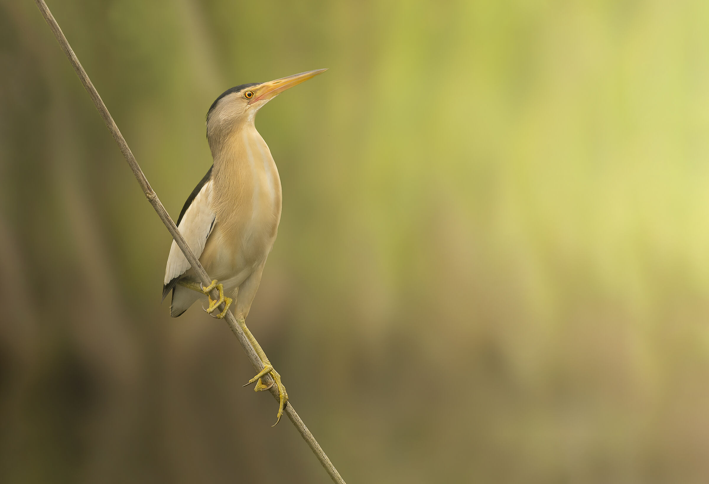 Little Bittern