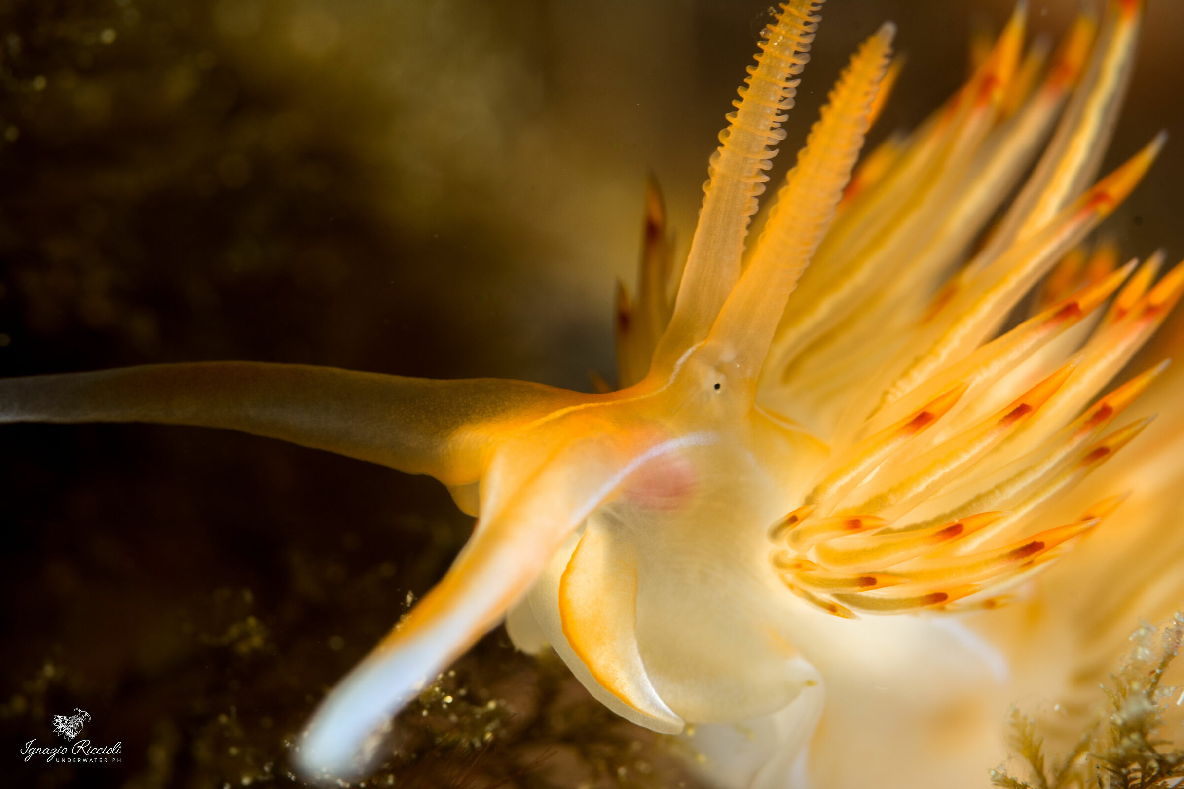 Dondice Banyulensis |