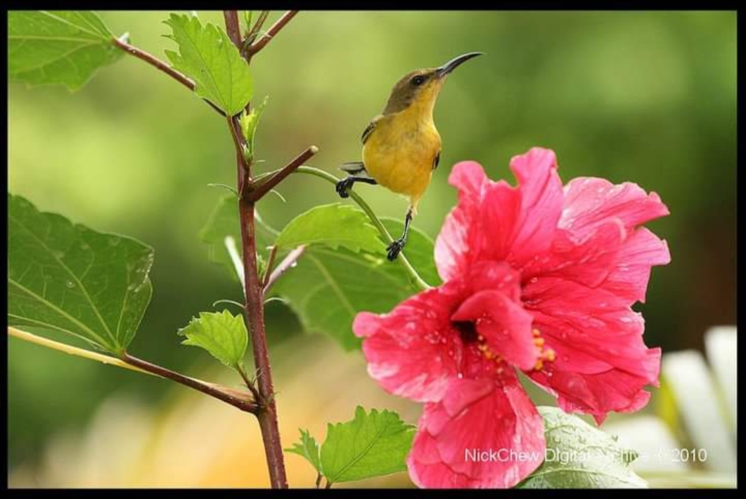 Sunbird