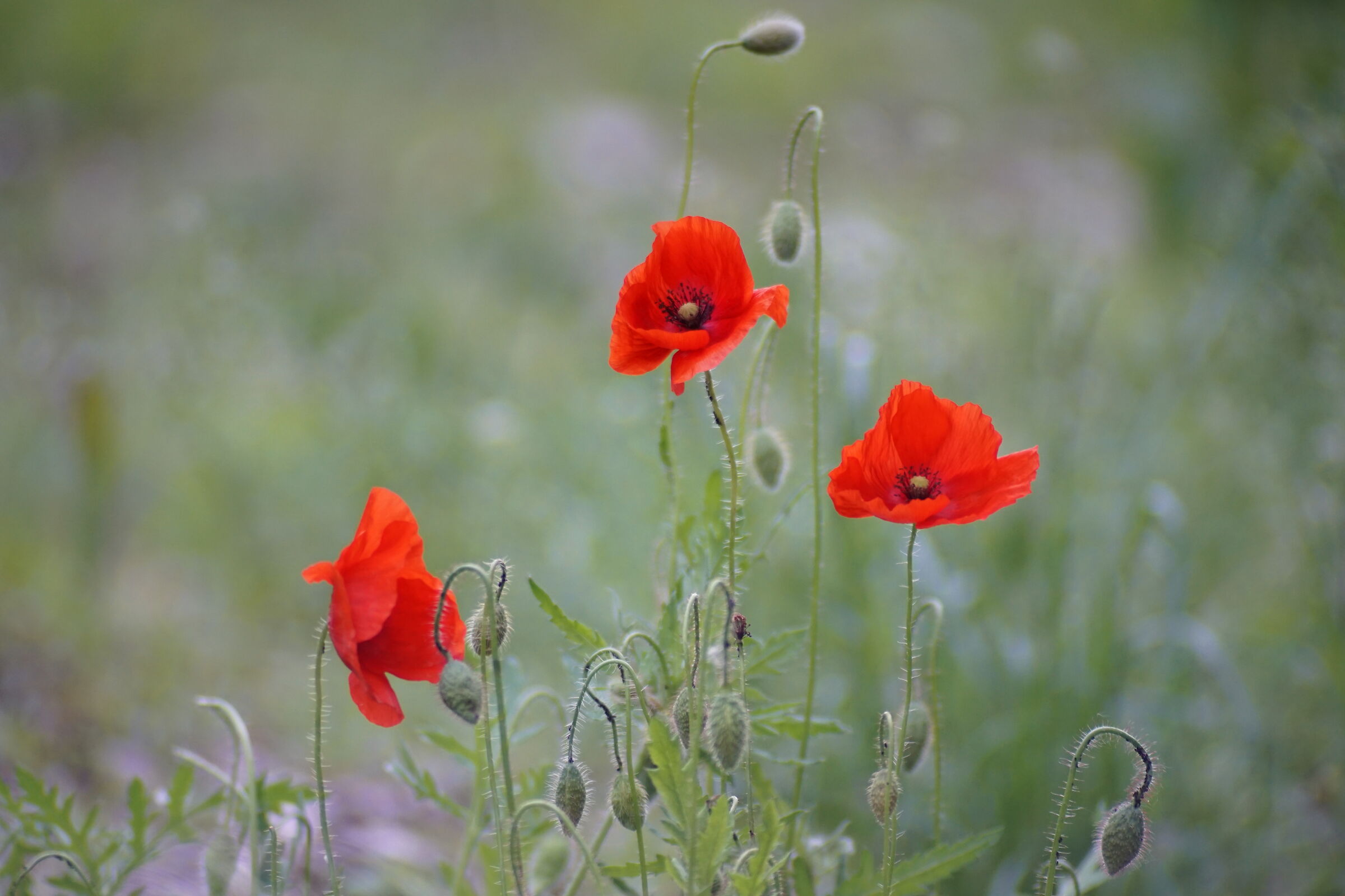 Prova bokeh Tokina 90-230 a 230 mm