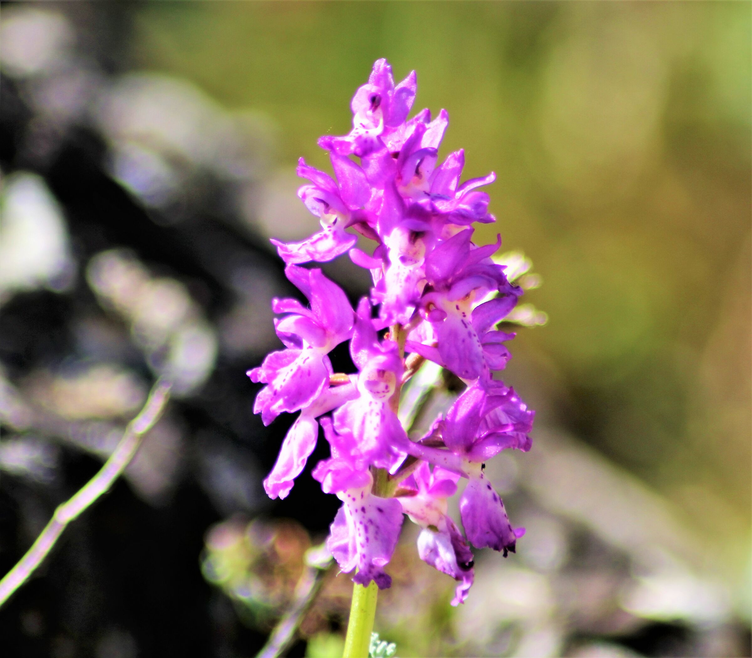 Orchidea del Corrasi