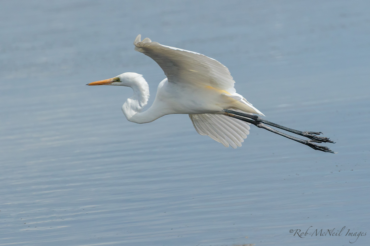 Great Egret