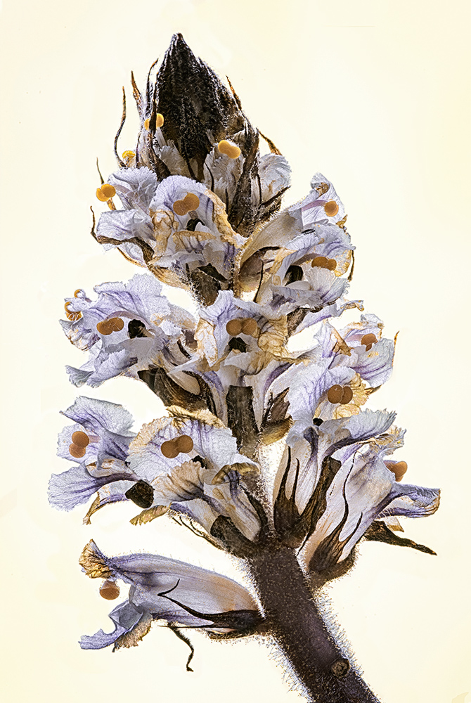 Spontaneous orchid from Close up