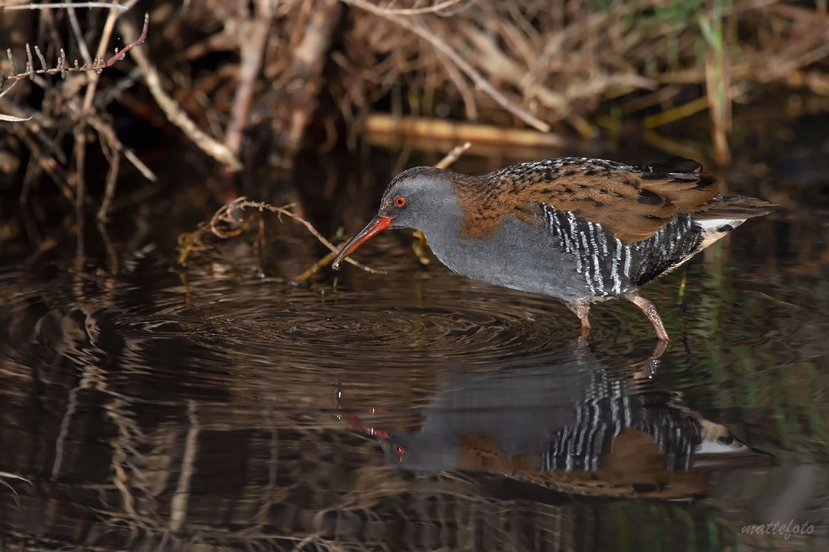 Porciglione (Rallus Aquaticus)