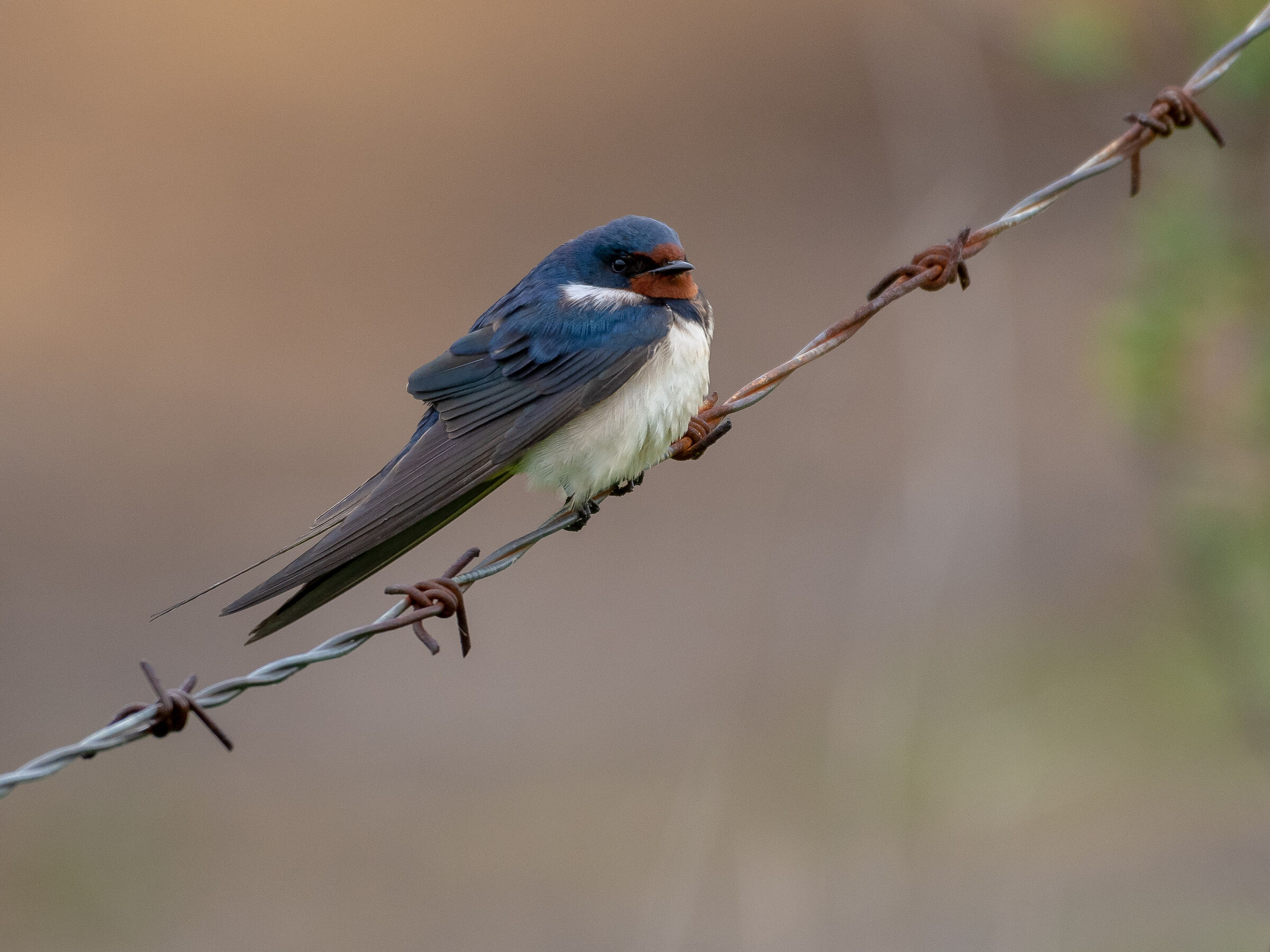 Swallow