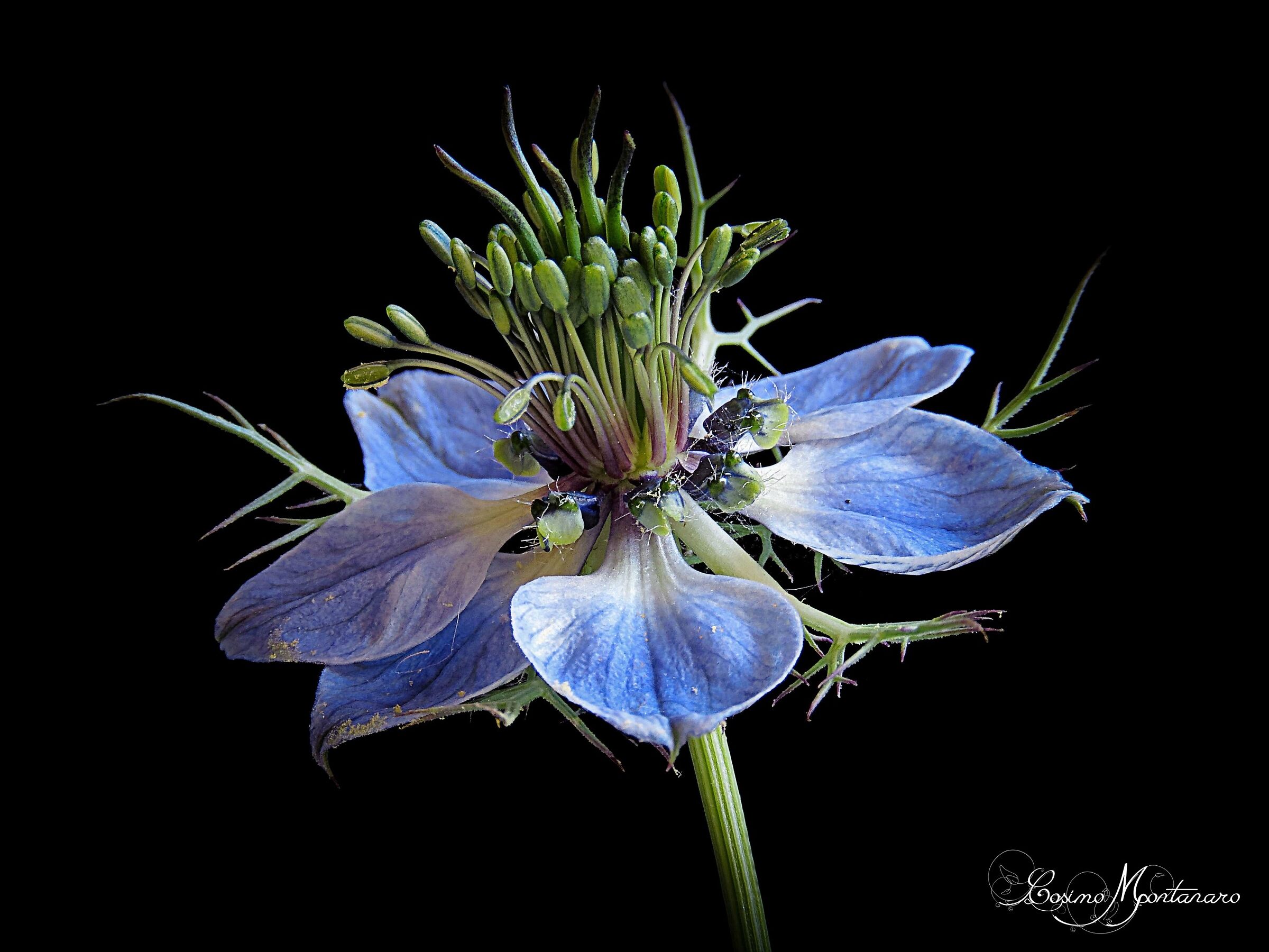 Nigella damascena