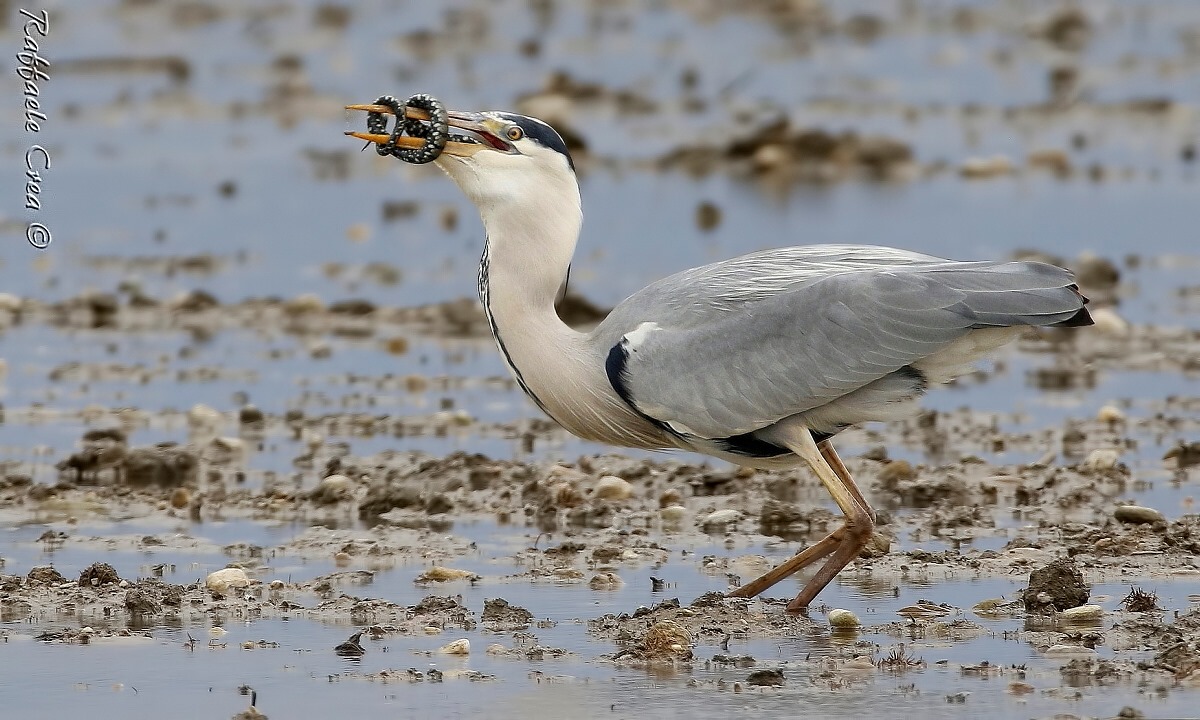 il Cenerino e la Natrix:Ultima battaglia