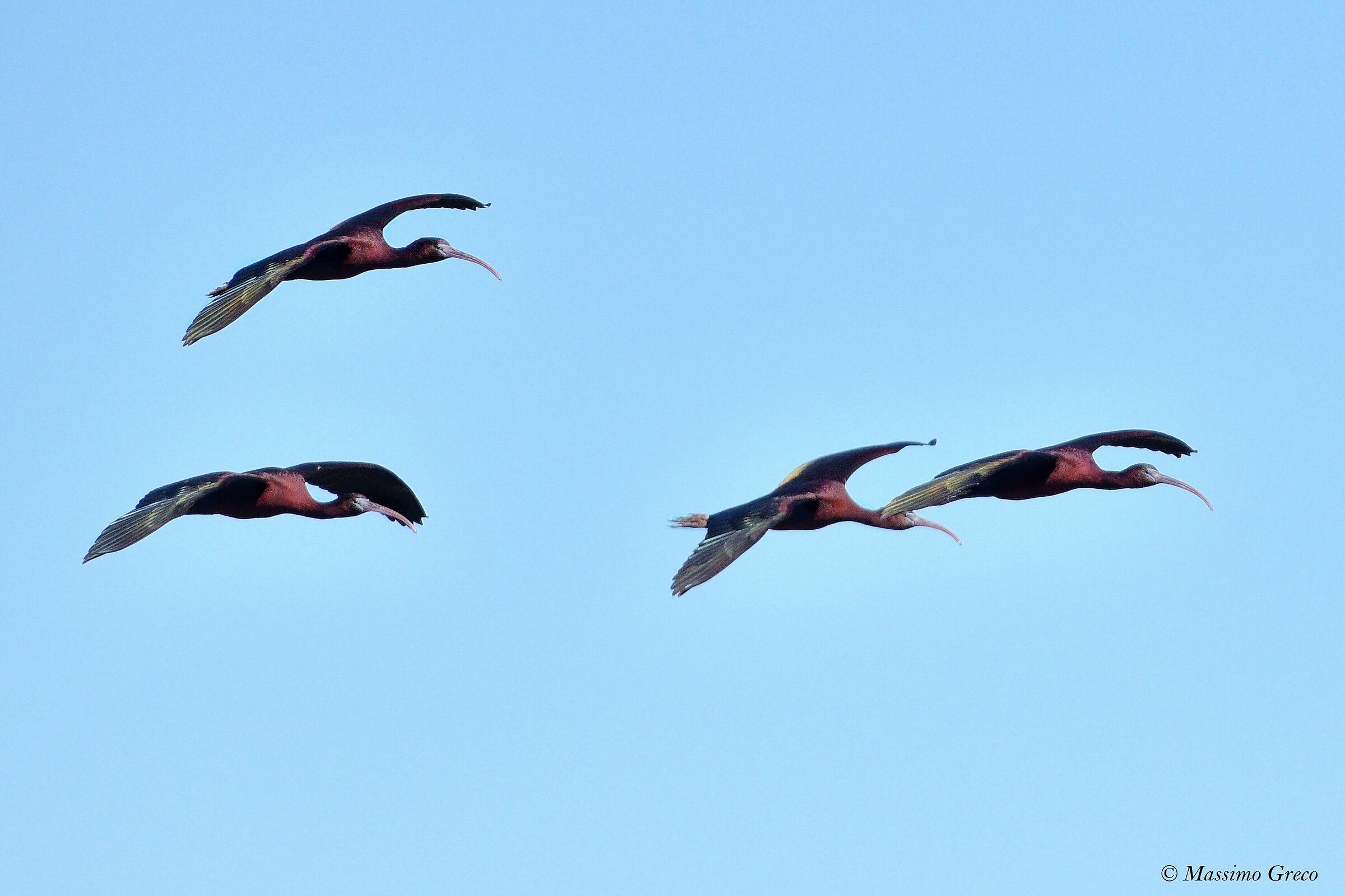 Mignattai (Plegadis falcinellus)