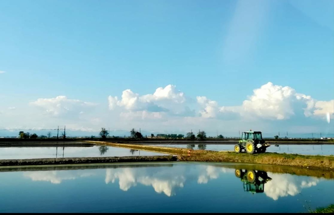 Murales delle mie risaie