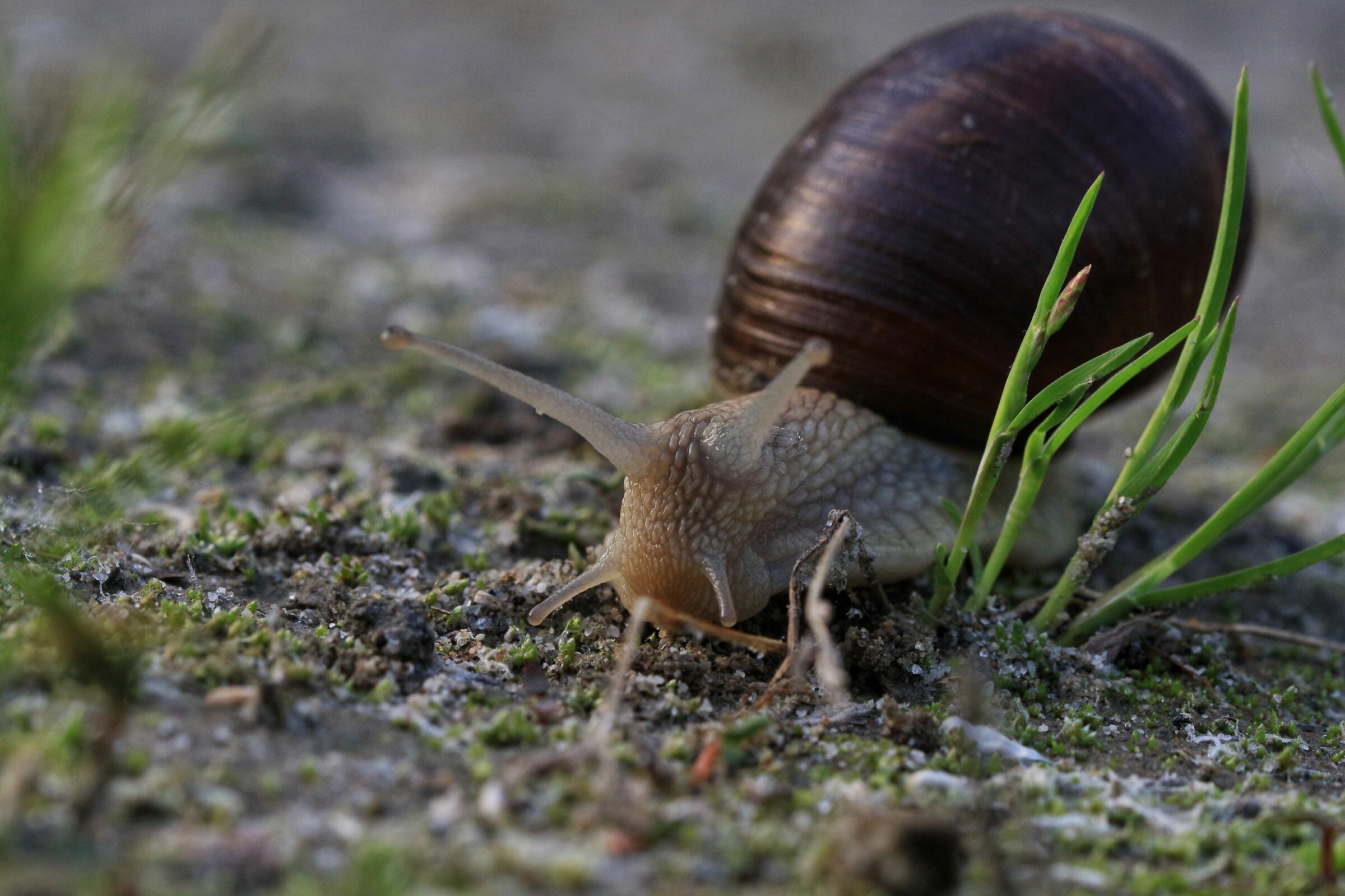 Chiocciola golena del po
