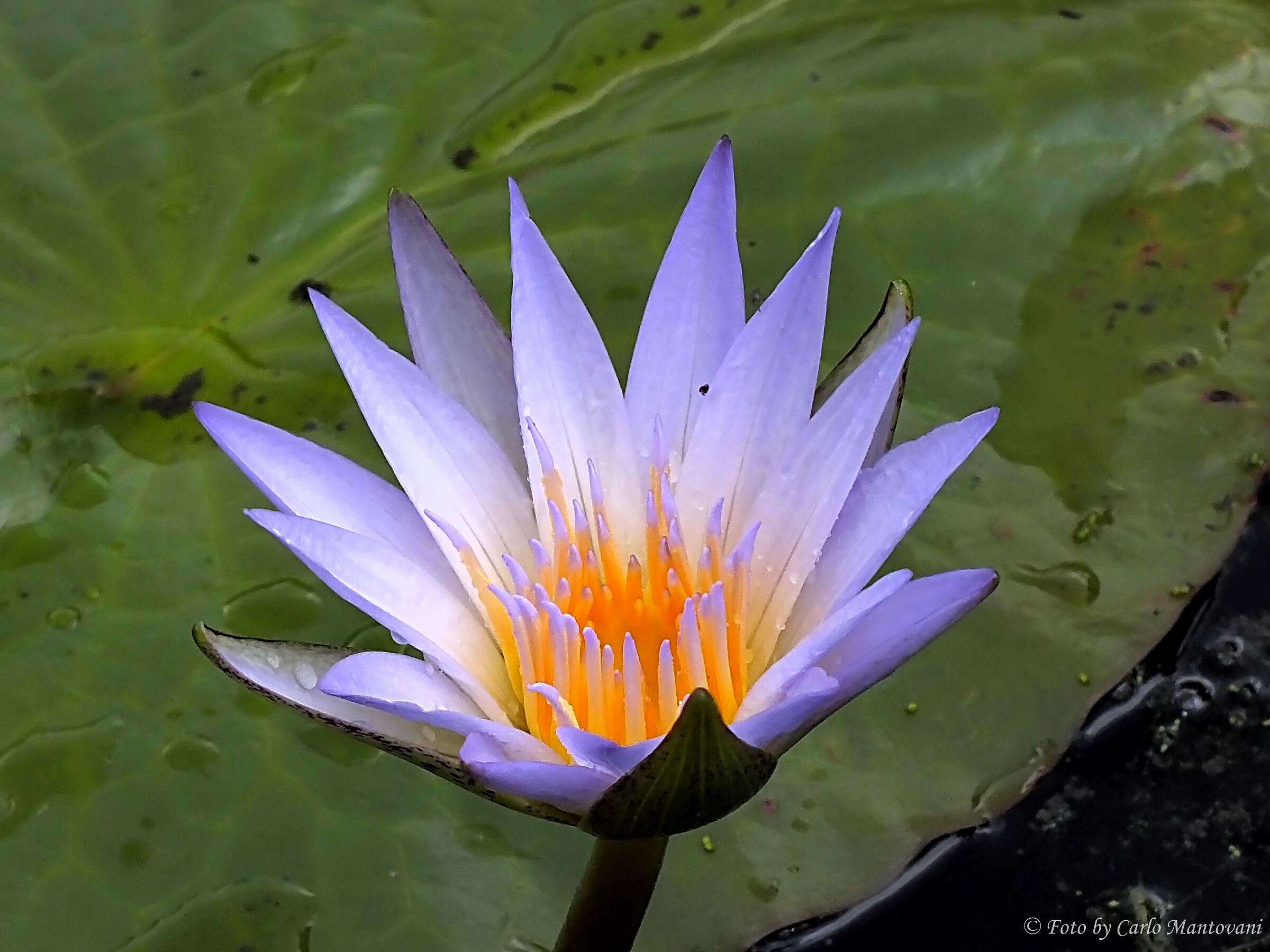 Ninfea azzurra (0531)