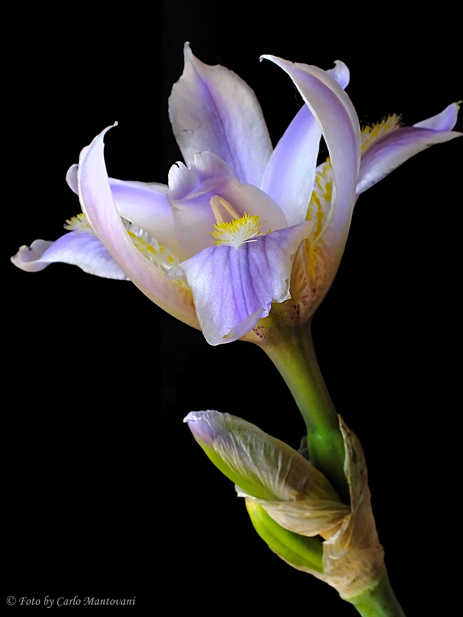 Iris (0600)