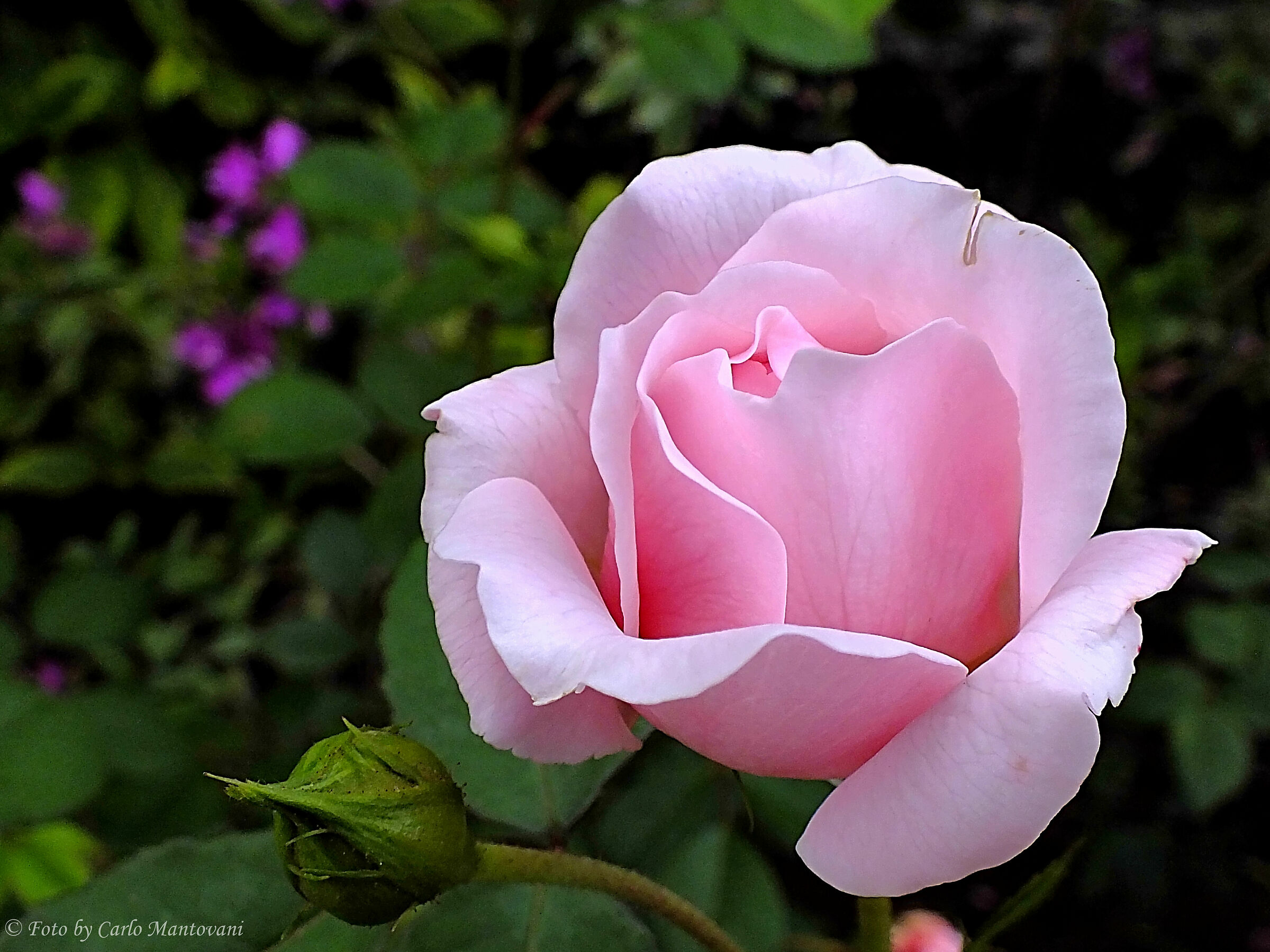 Rosa Rosa (0626)