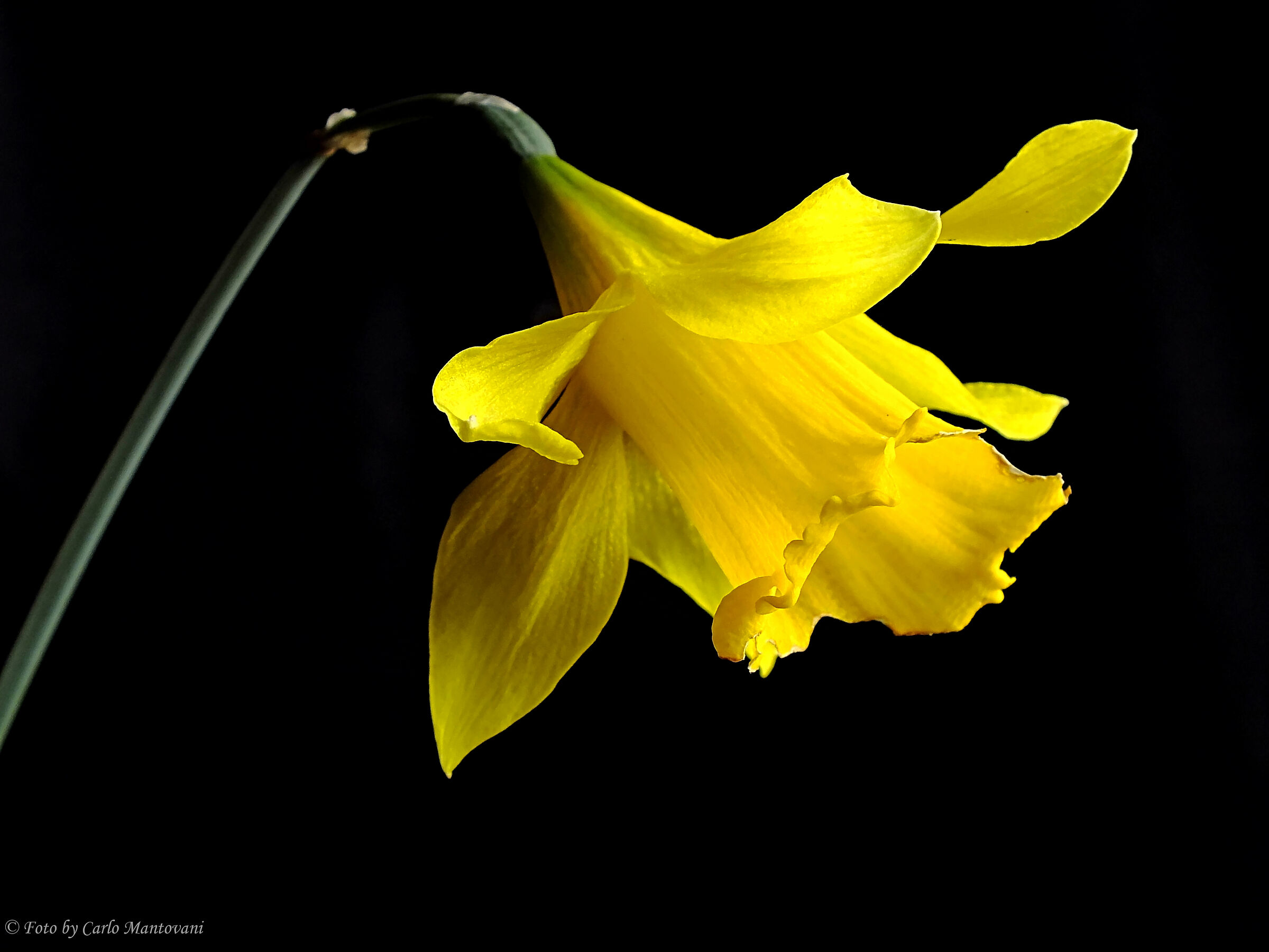Narciso (0387)