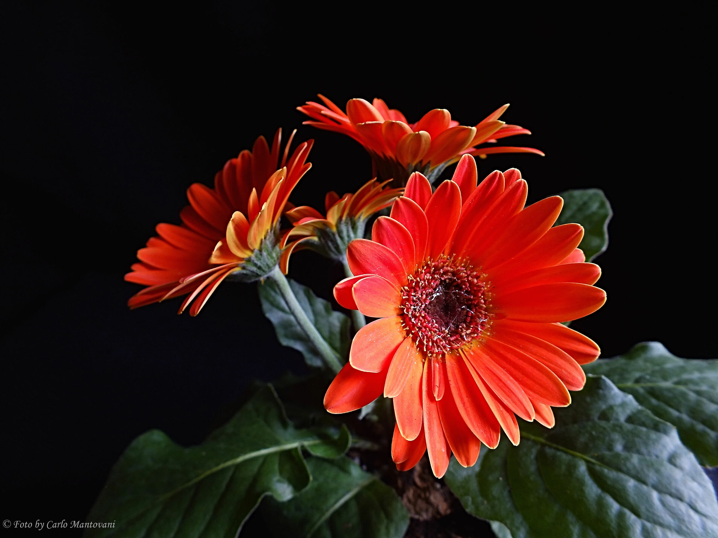Gerbera (0447)