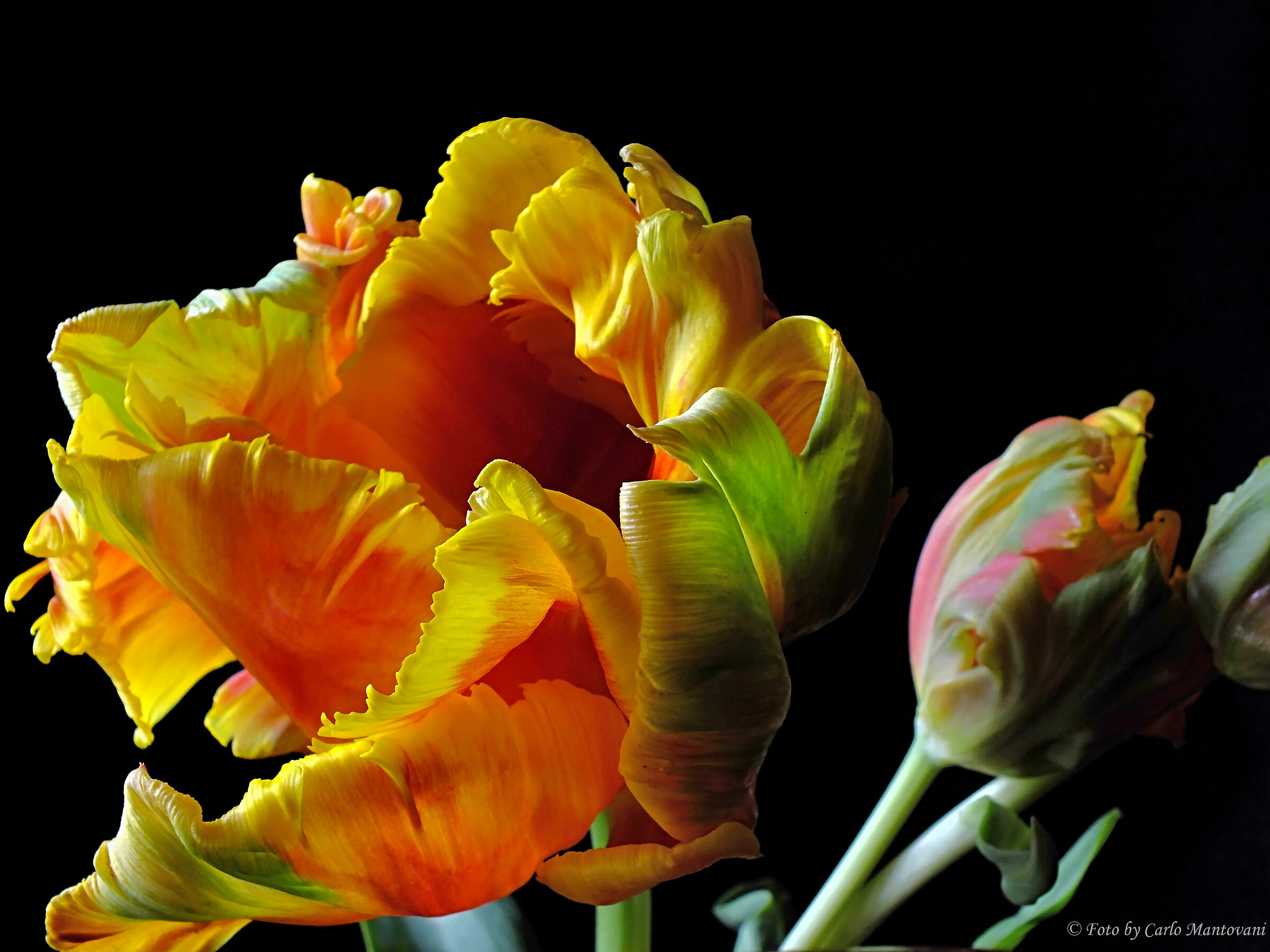 Tulipano riccio (0477)