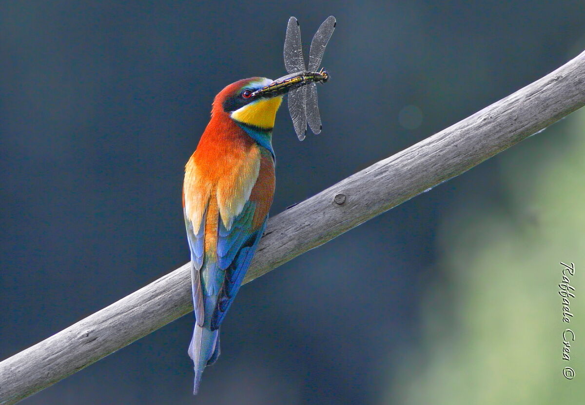 Bee-eater with Dragonfly
