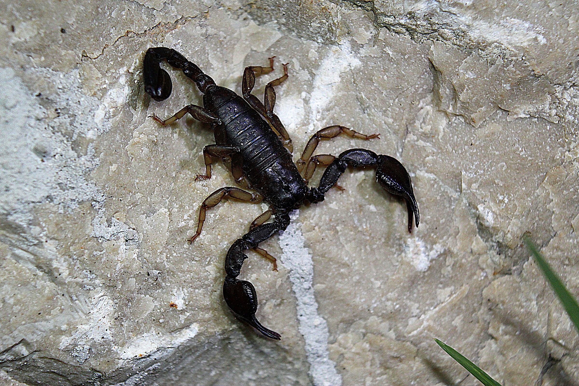 Scorpione