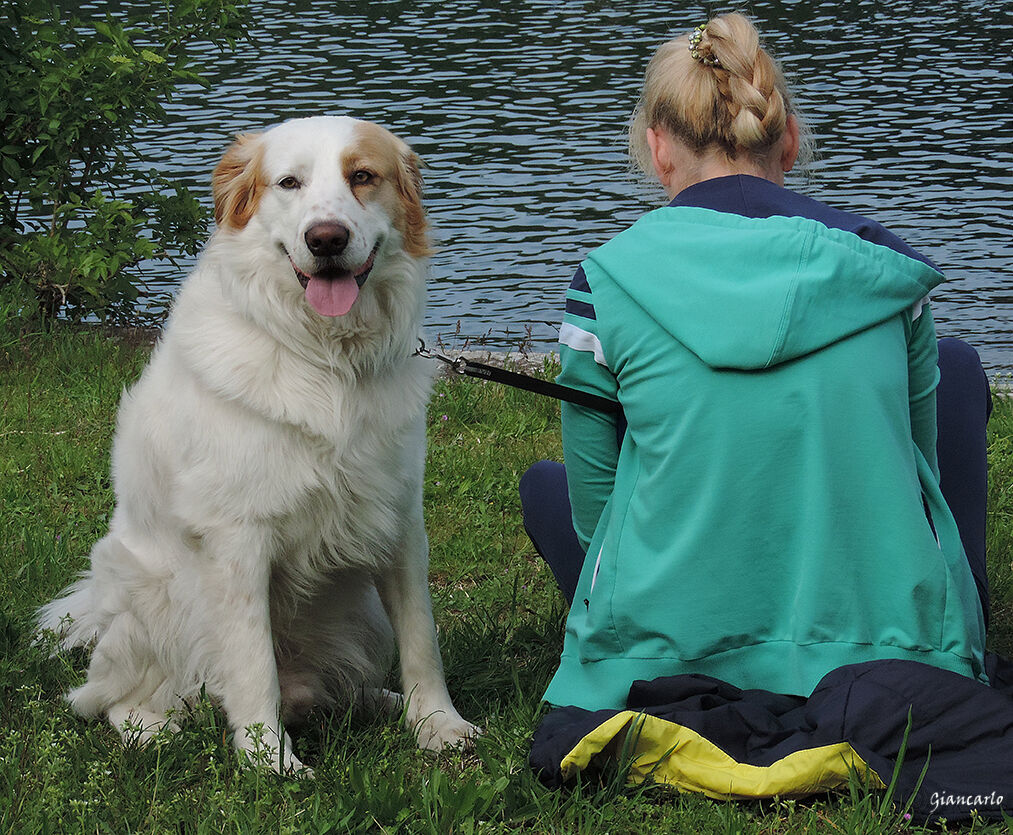 Il grande silenzio dei cani