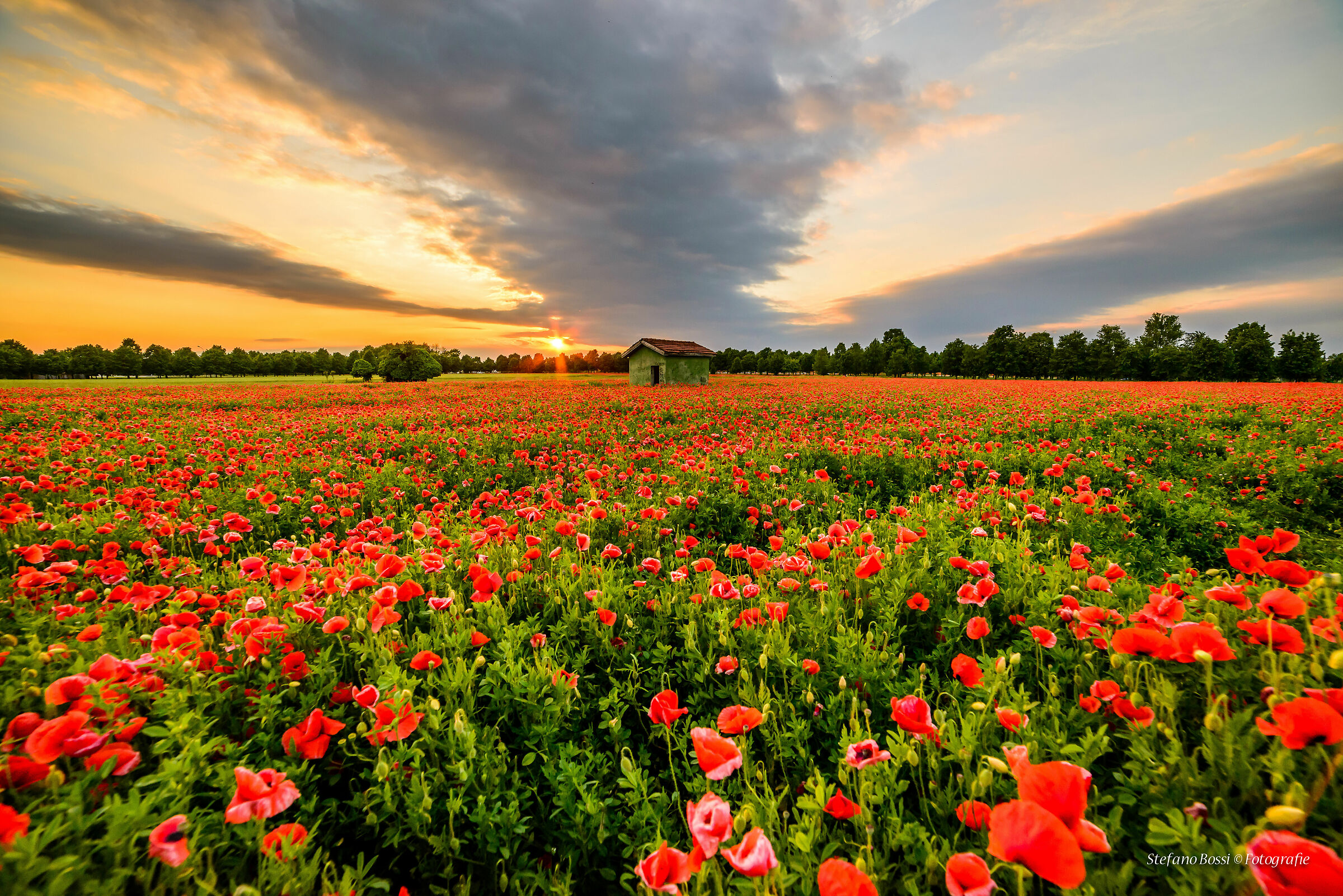 Poppies at sunset