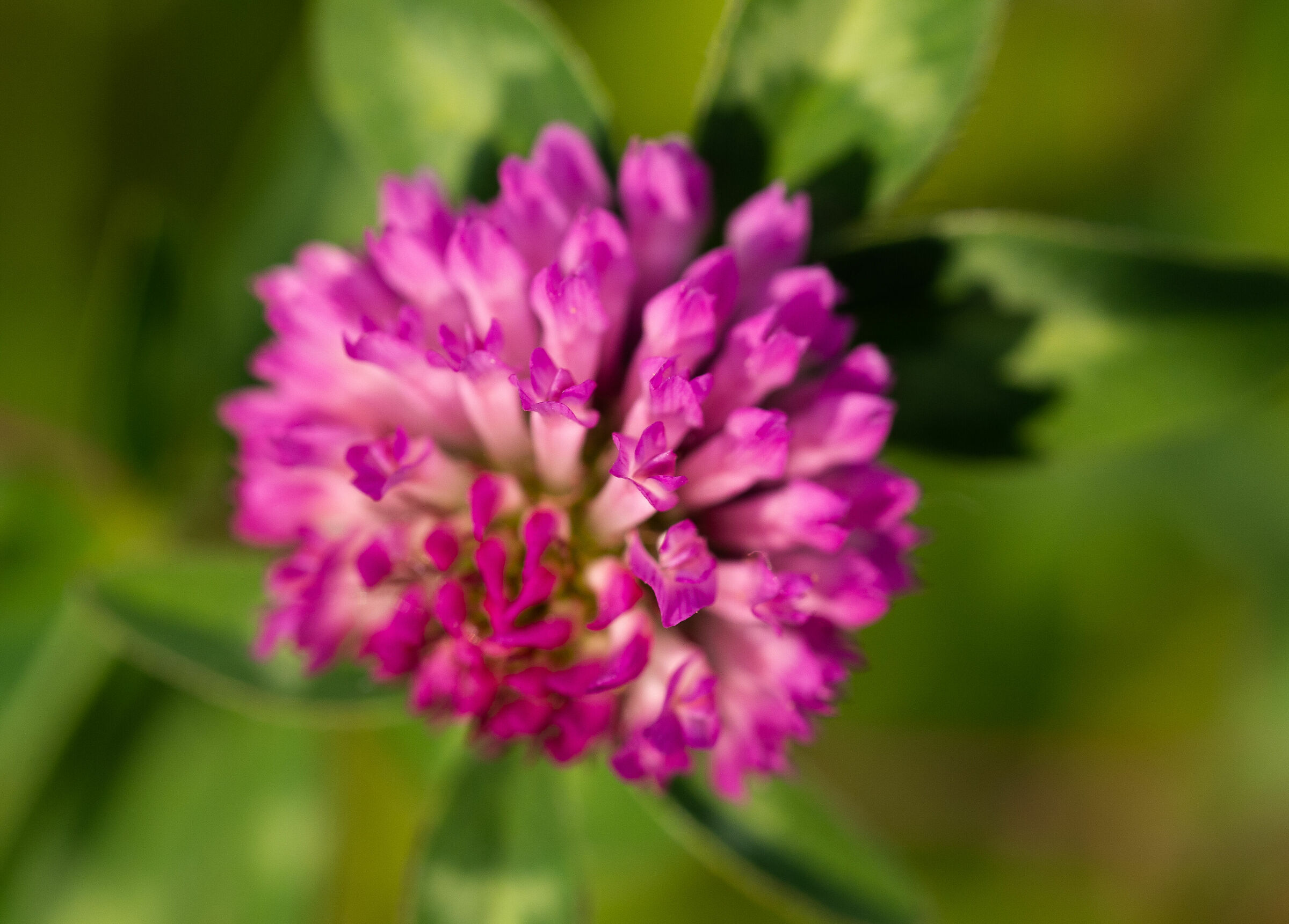 Trifolium pratense