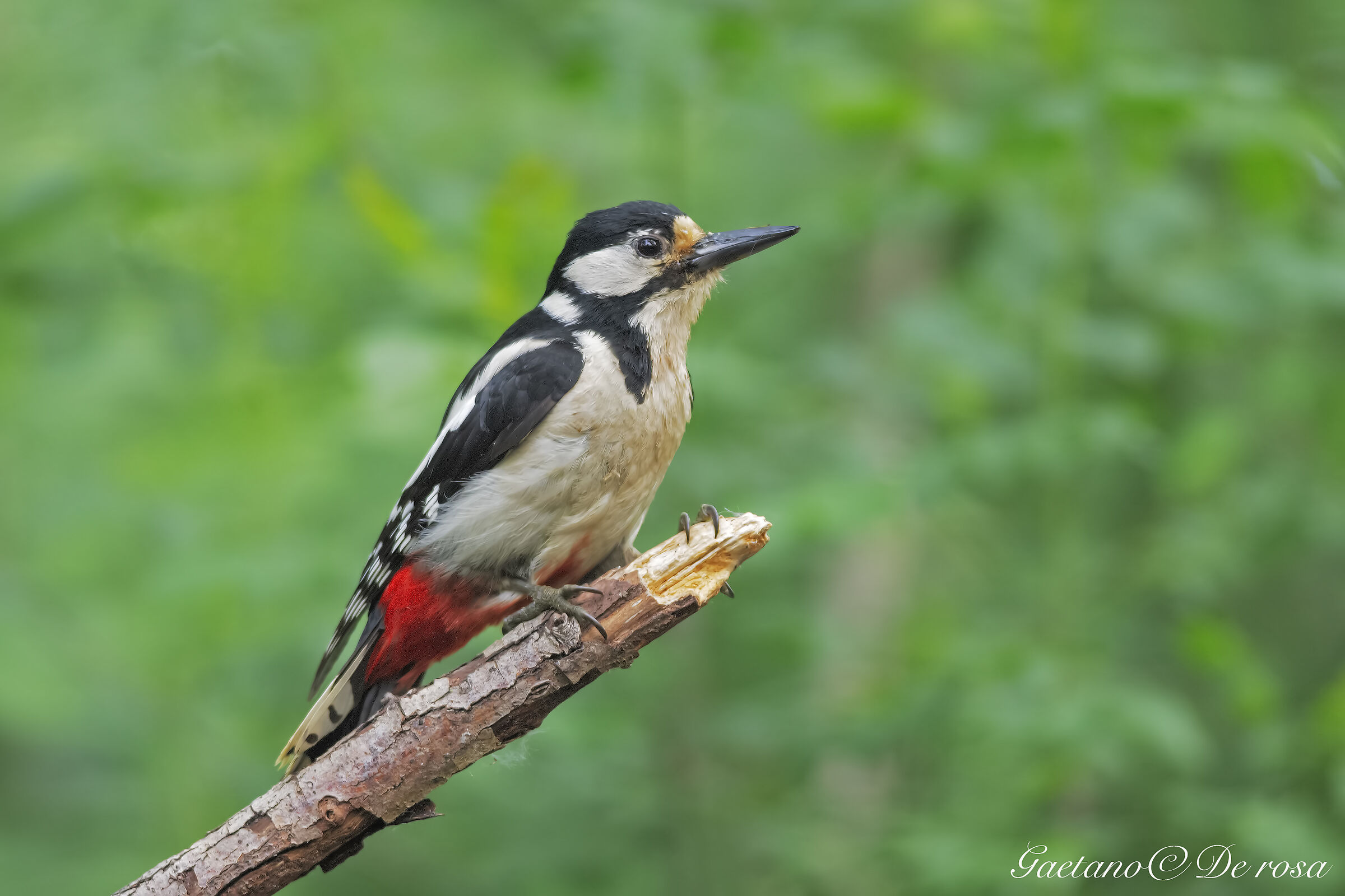 Picchio Rosso Maggiore